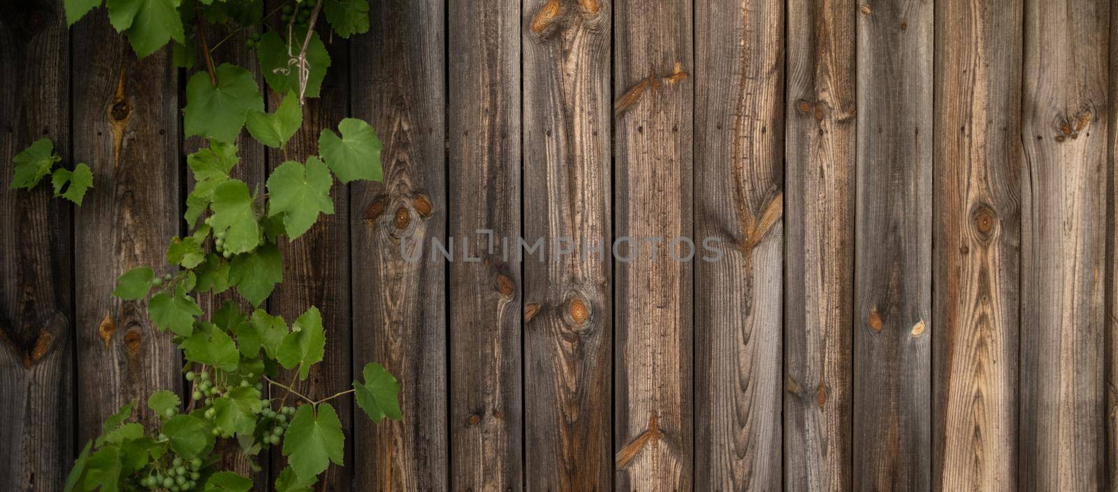 Grape leaves on wooden background by GekaSkr