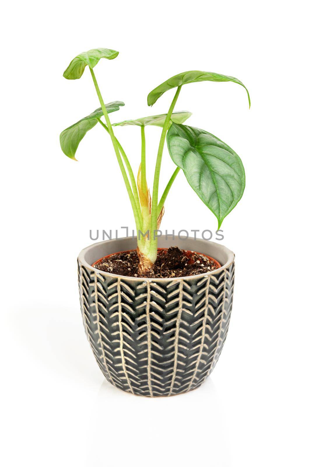 Exotic Alocasia Silver Dragon houseplant in pot isolated on white background