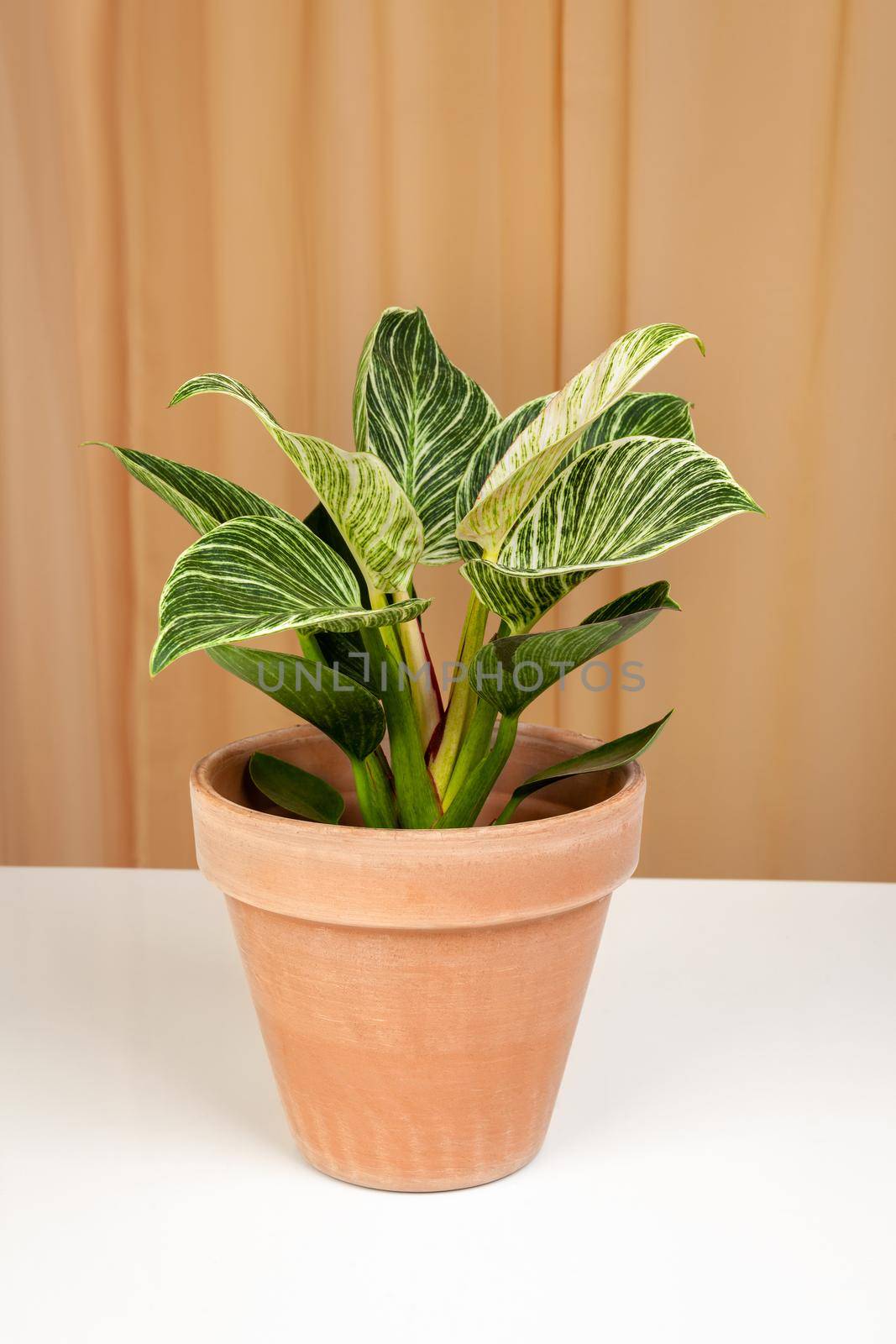 Philodendron Birkin house plant in brown ceramic pot on a fabric curtains background