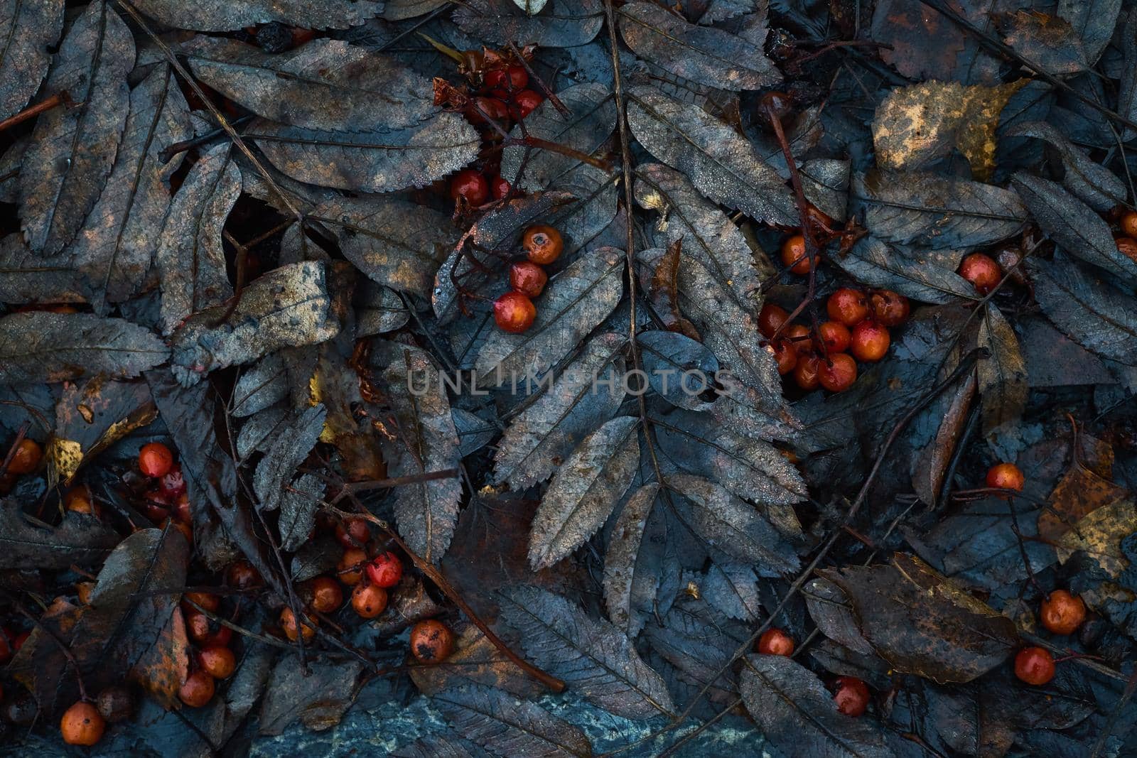 Autumn leaf pattern, Classic monochrome moody dark art floral photo with little dried leaves on dark dry brown background, winter backdrop