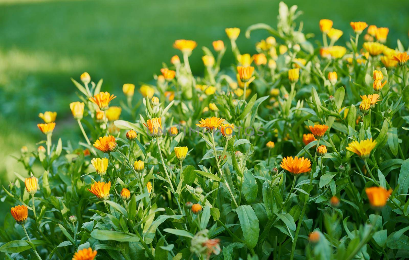 Flowerbed with marigold flowers. Valuable medicinal large lush plants. Summer day, garden in sunlight