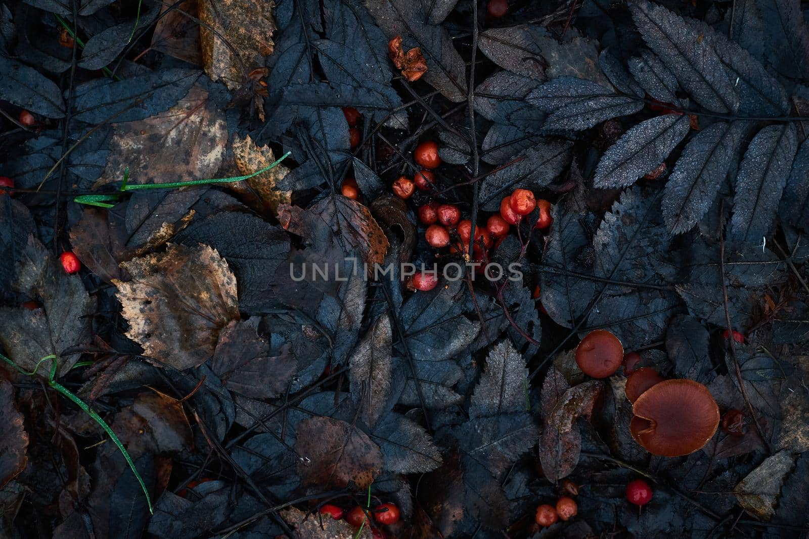 Autumn leaf pattern, Classic monochrome moody dark art floral photo with little dried leaves by NataBene