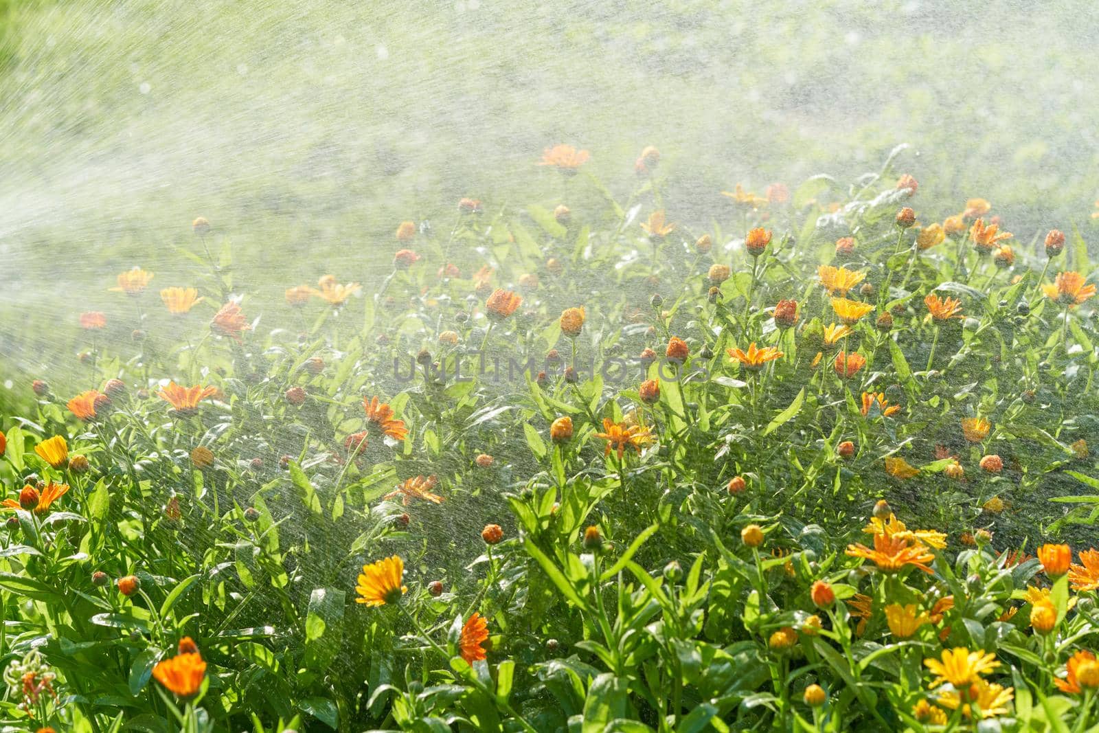 Plant care, home gardening. Watering marigold flowers with hose in backyard in summer. It is raining, drizzling, and drops of water fall on flower bed