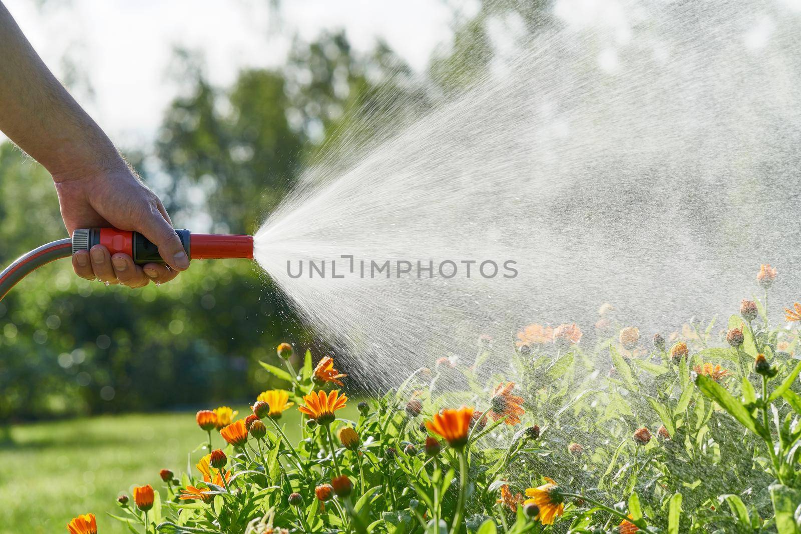 Plant care, home gardening. Watering marigold flowers with hose in backyard in summer