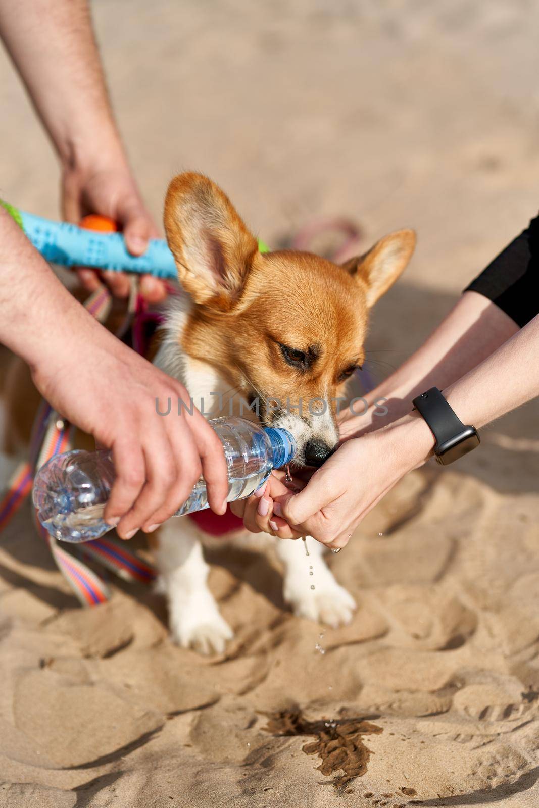 Dog greedily drinks water, owner pours liquid from bottle into palm of hand. Taking care of animals on hot day, protecting them from thirst and dehydration in summer. Corgi puppy close-up caressing.