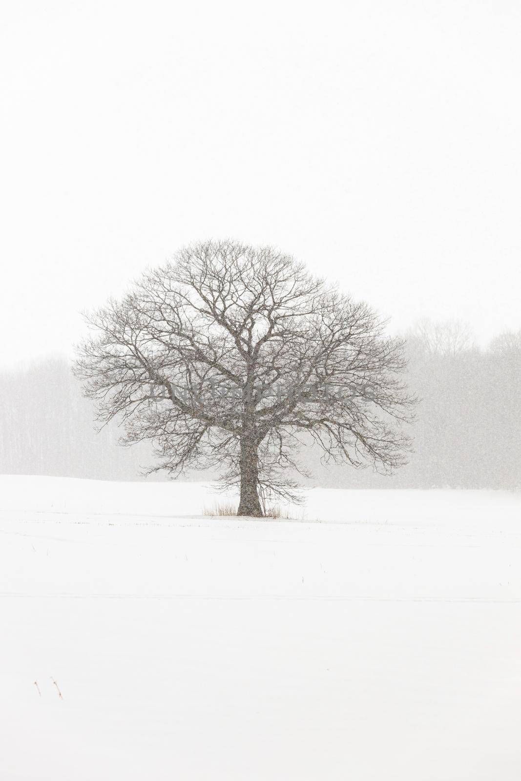 Lone Tree in a Farm Field in a Winter Snow Storm by markvandam