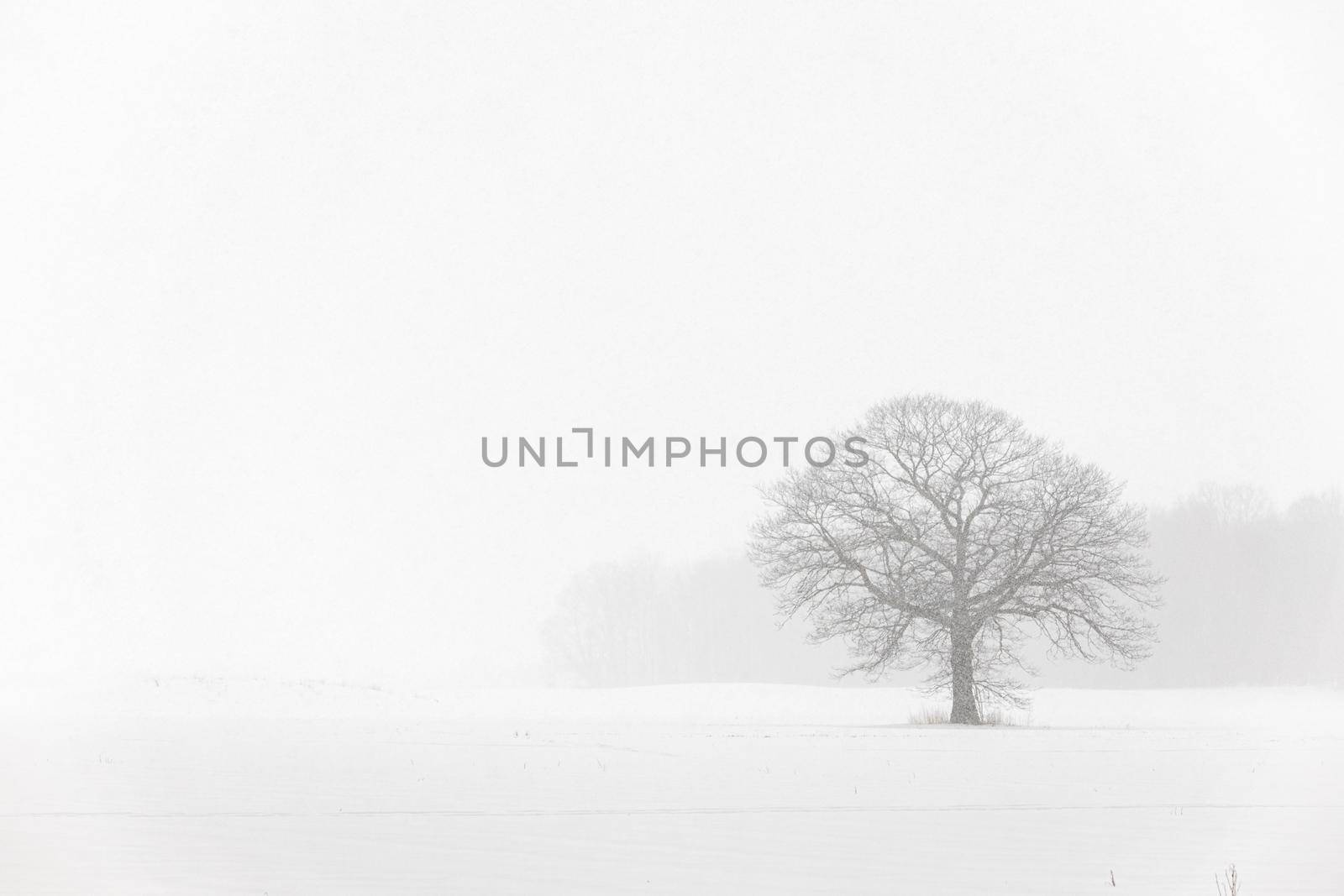 Lone Tree in a Farm Field in a Winter Snow Storm with White Out Conditions. Plenty of copy space. High quality photo