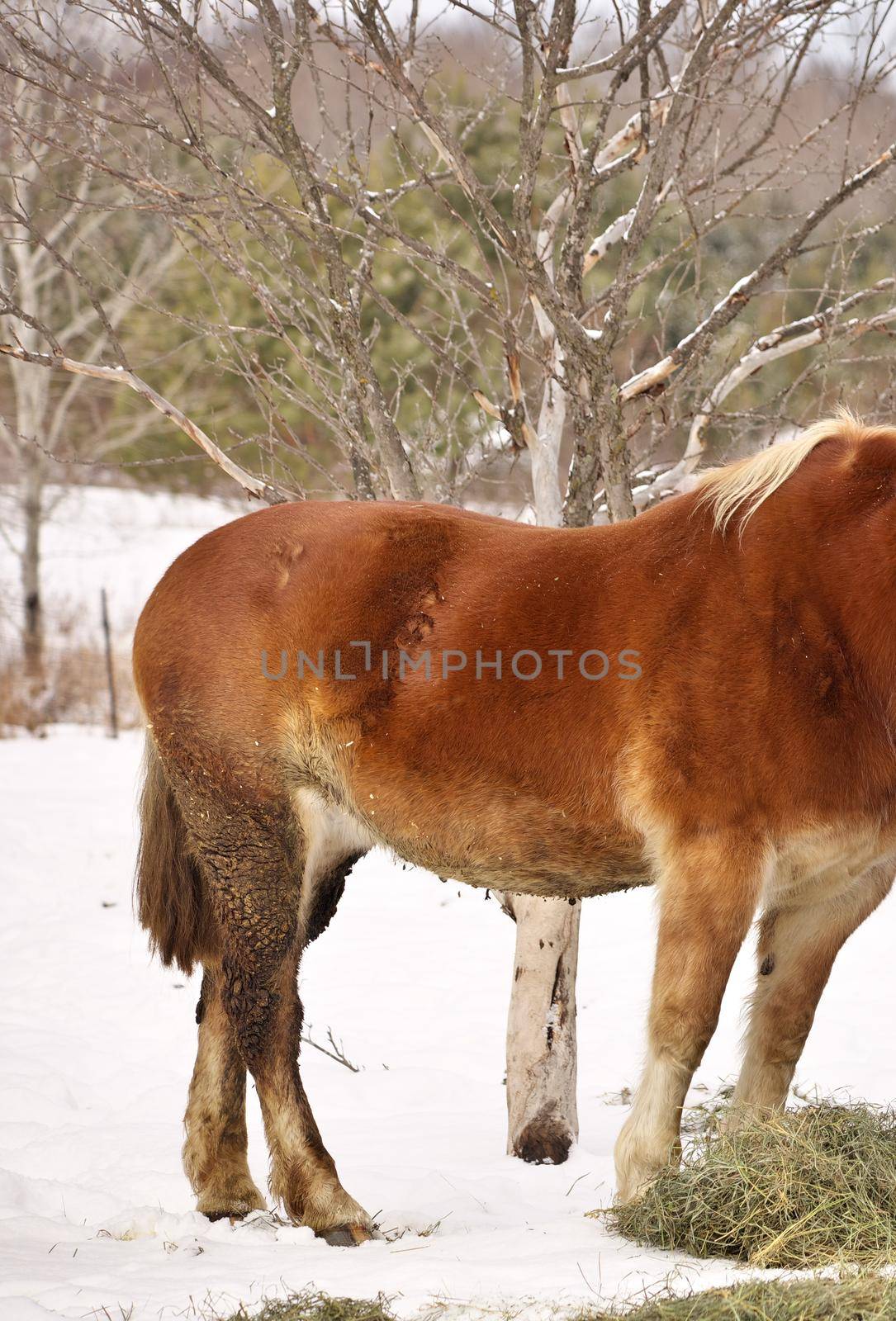 Close up of a Horse with Mud Fever on its back legs and Rain scald on its back. High quality photo