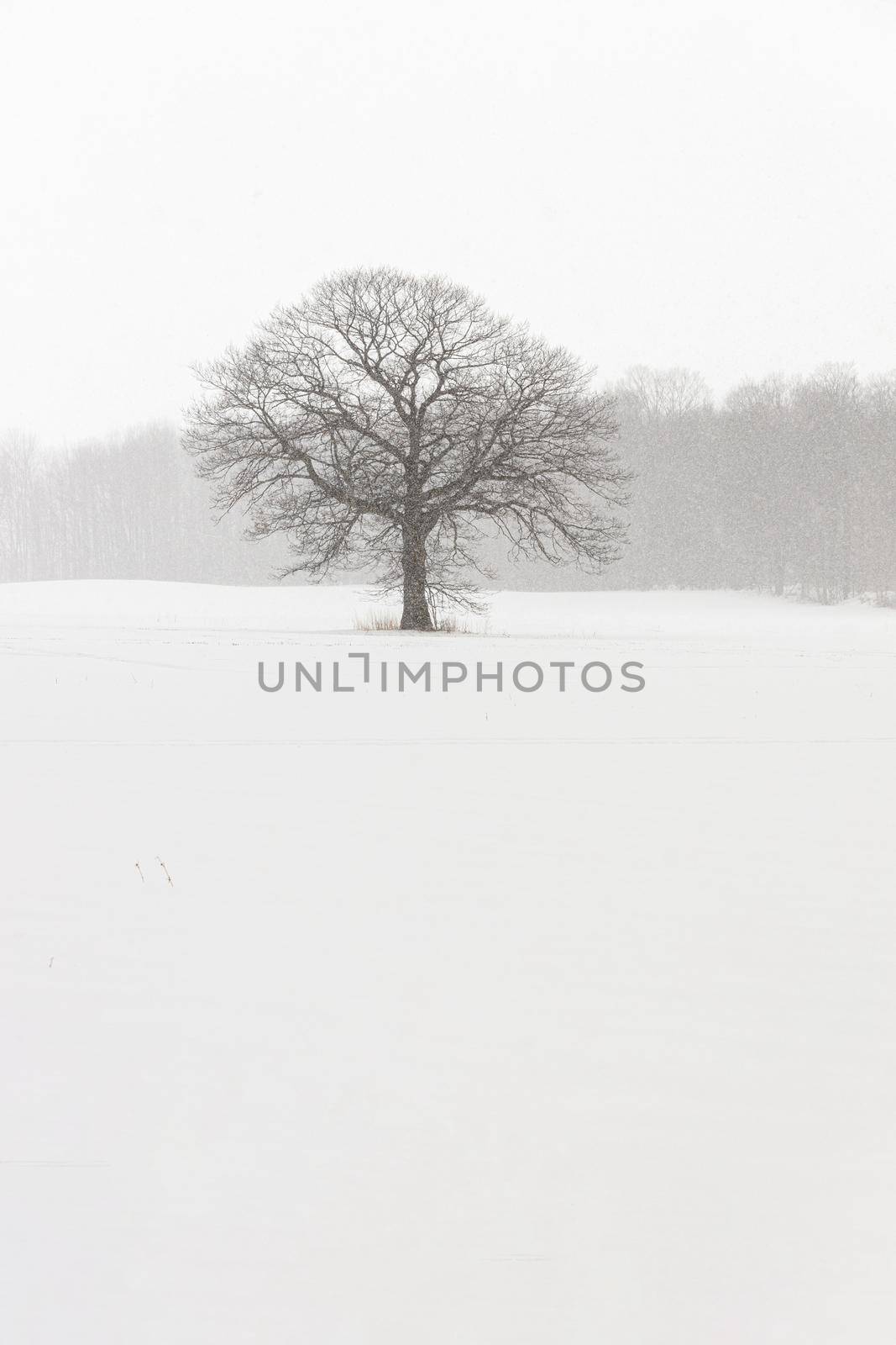 Lone Tree in a Farm Field in a Winter Snow Storm by markvandam