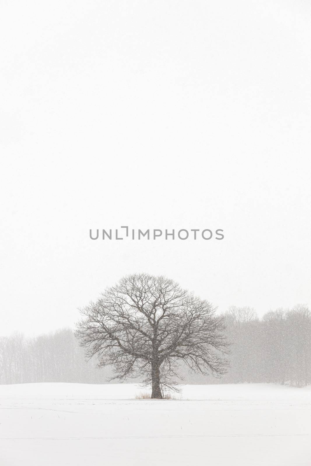 Lone Tree in a Farm Field in a Winter Snow Storm by markvandam