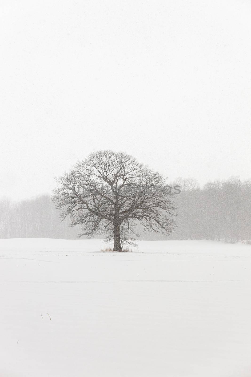 Lone Tree in a Farm Field in a Winter Snow Storm with White Out Conditions. Plenty of copy space. High quality photo