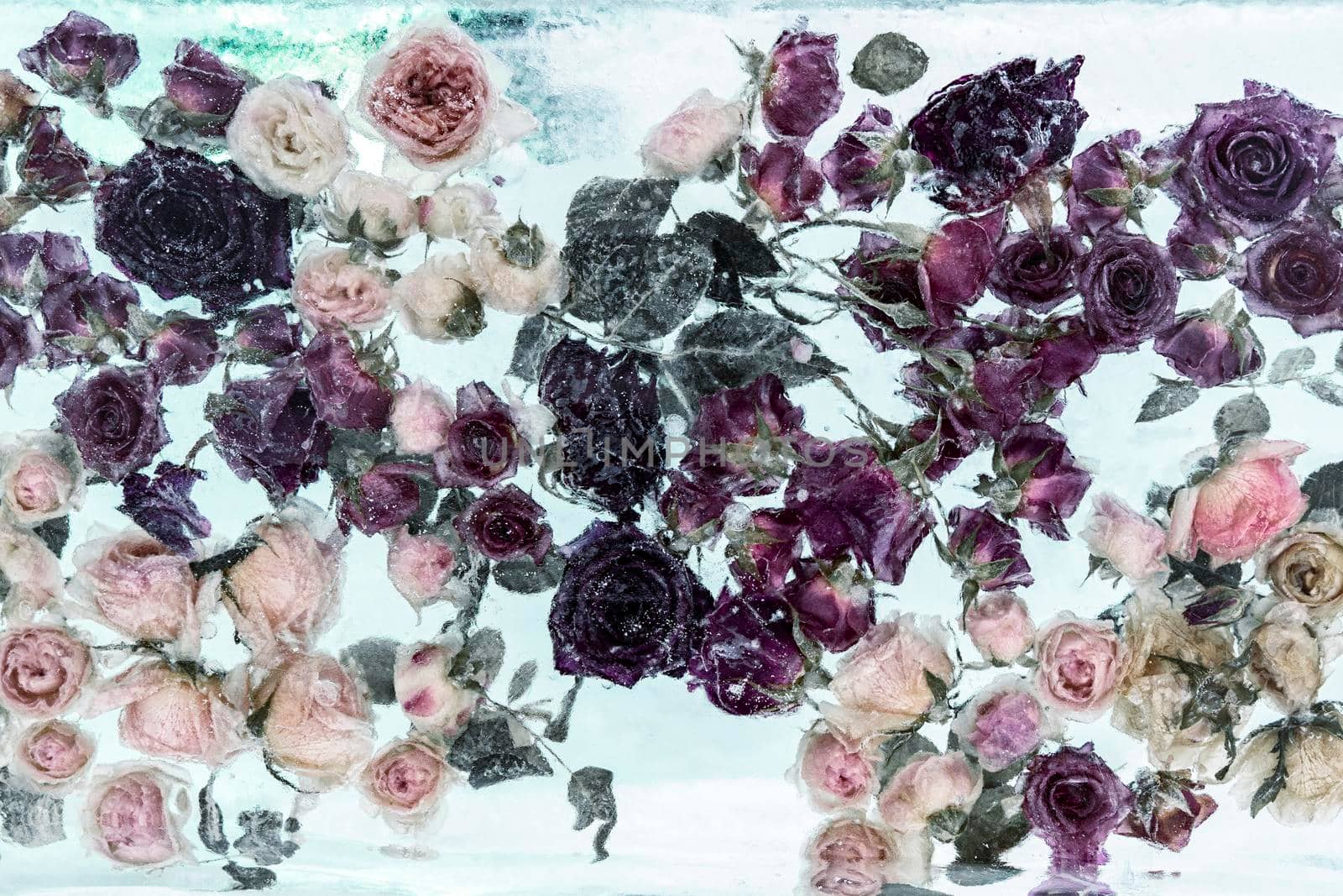 flowers inside the ice block. winter background by Lena_Ogurtsova