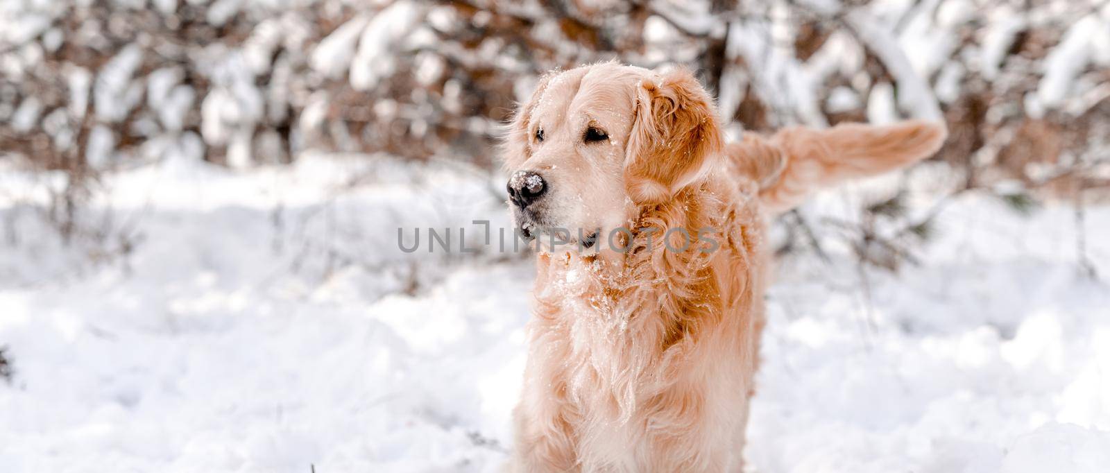 Golden retriever dog in winter time by tan4ikk1