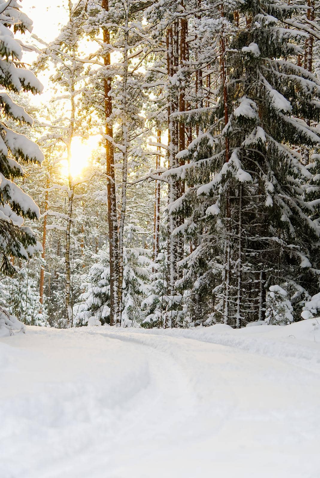 Winter scenery with pine forest covered with white snow. Selective focus. Winter landscape
