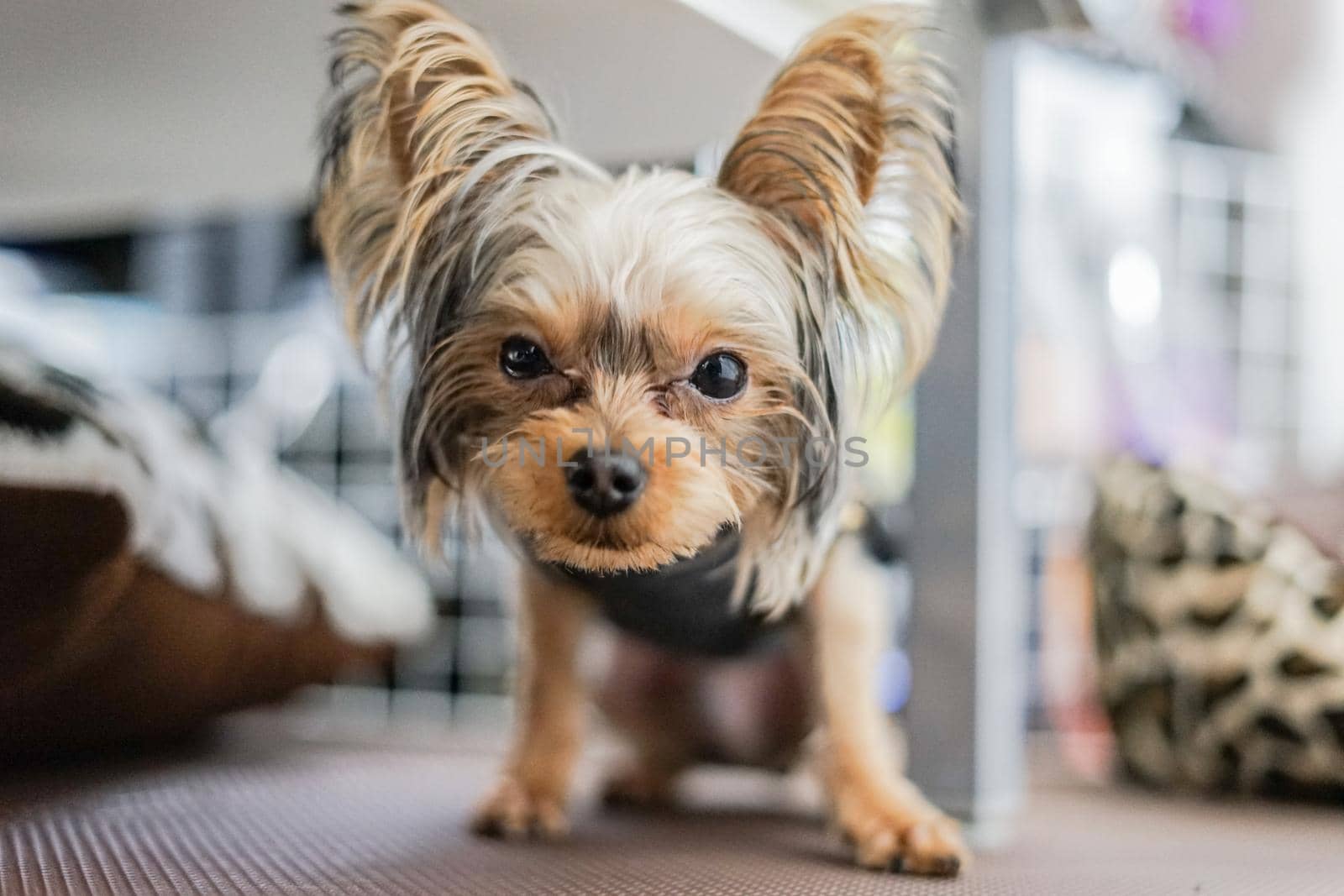 Cute Yorkshire Terrier (Companion Animal). Shooting Location: Tokyo metropolitan area