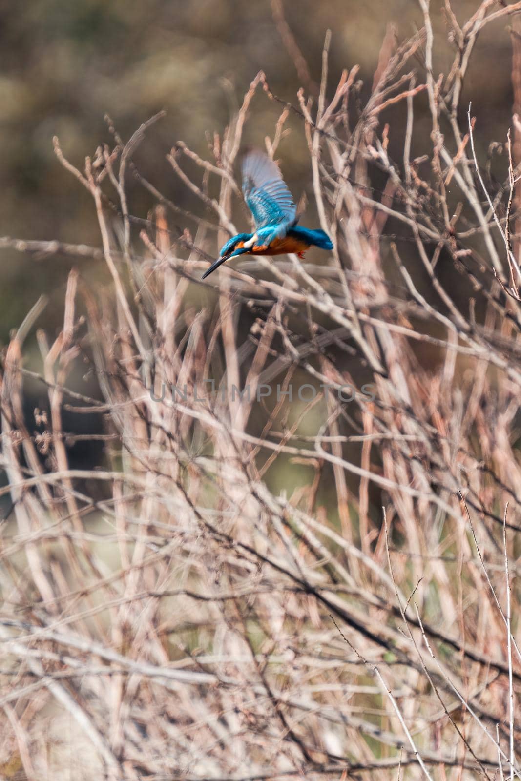 Kingfisher flying and flapping wings hunting over the water, vertical composition