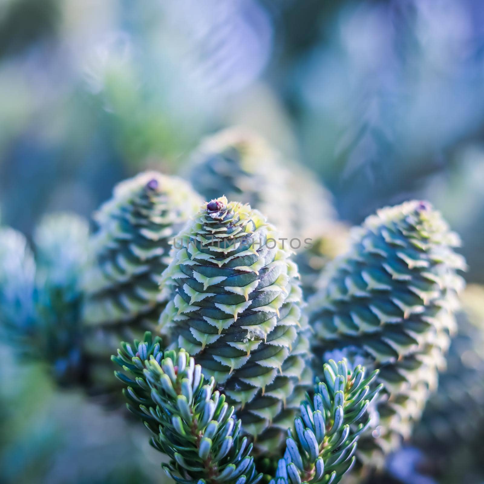 A branch of Korean fir with cones on blurred background by Olayola