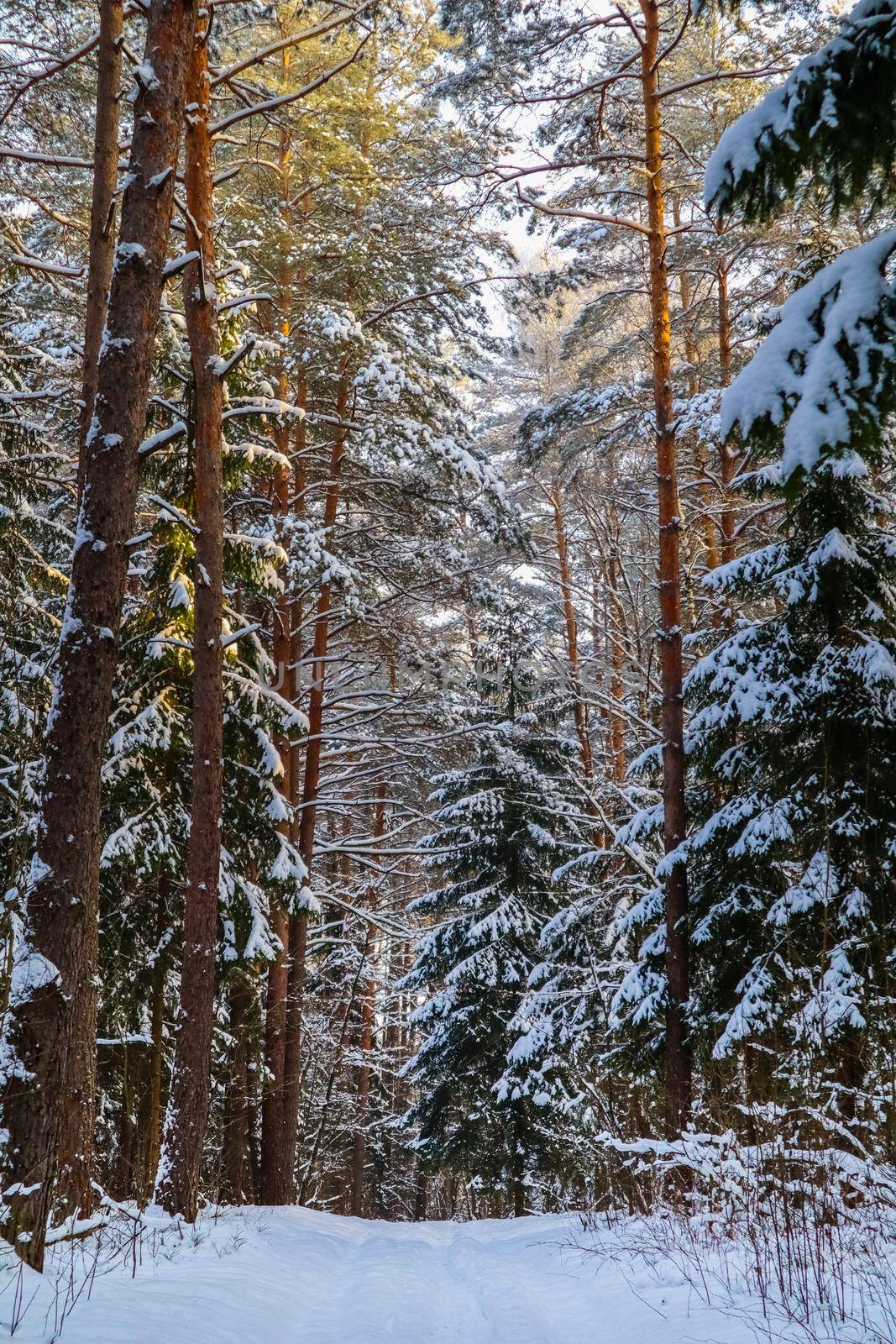 Snowy winter forest on a sunny day. White snow trail. Snow covered trees lit by sunlight