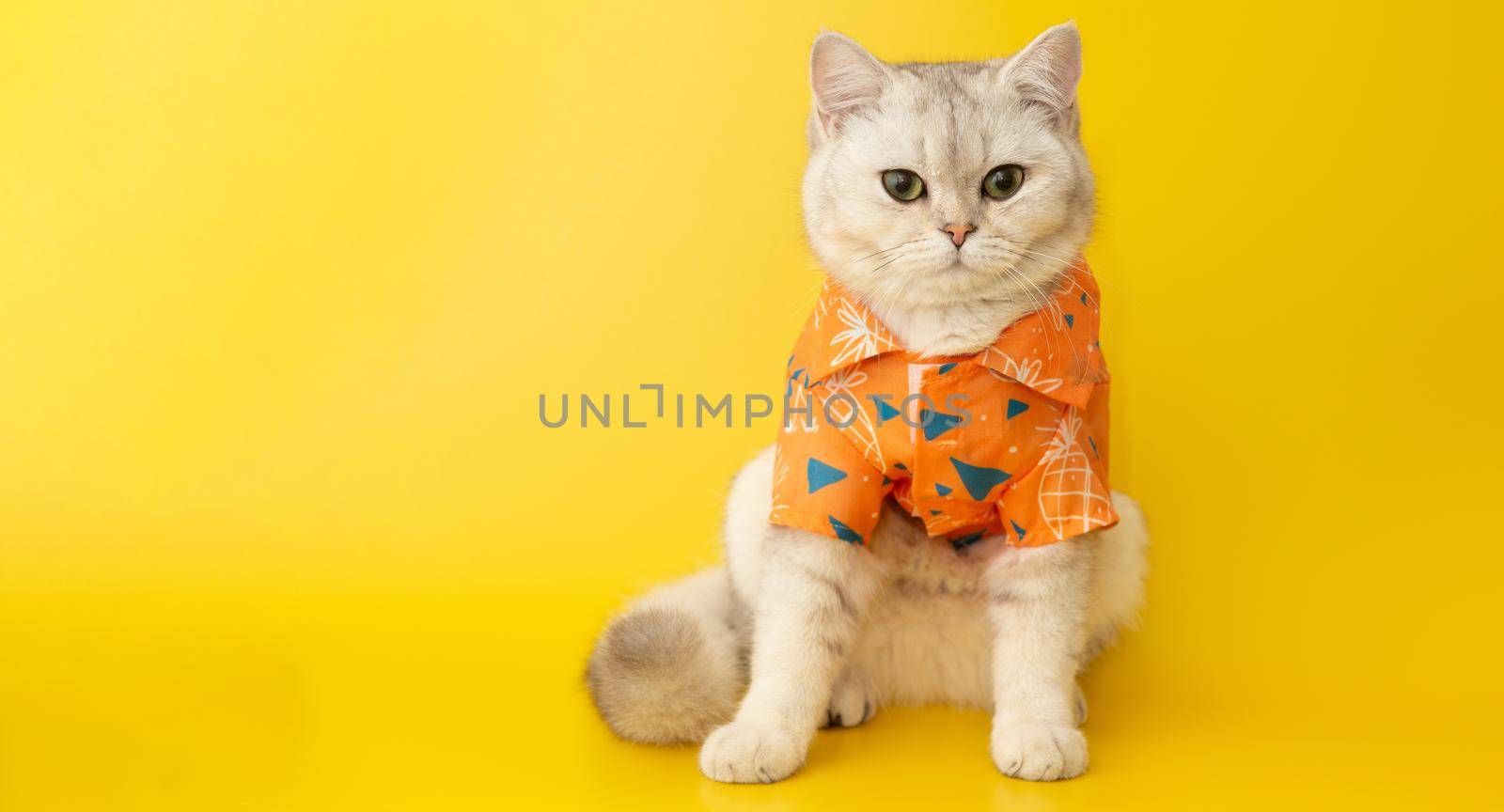 White cat are wear orange shirt , sits the yellow background. by Zakharova