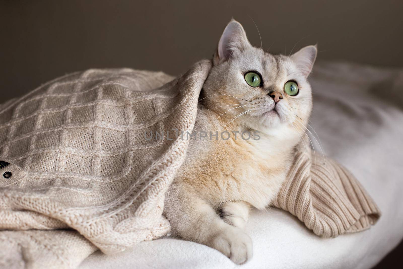 Adorable portrait of a white cat lies on a white bed under a white knitted blanket.