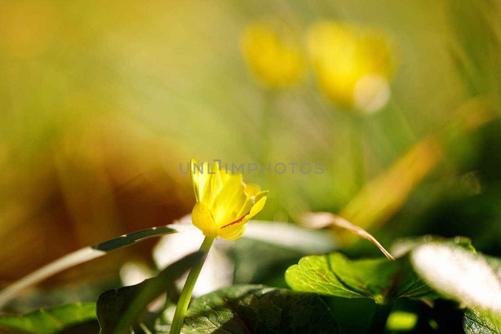Portrait of a single flower. Spring background. background of flower