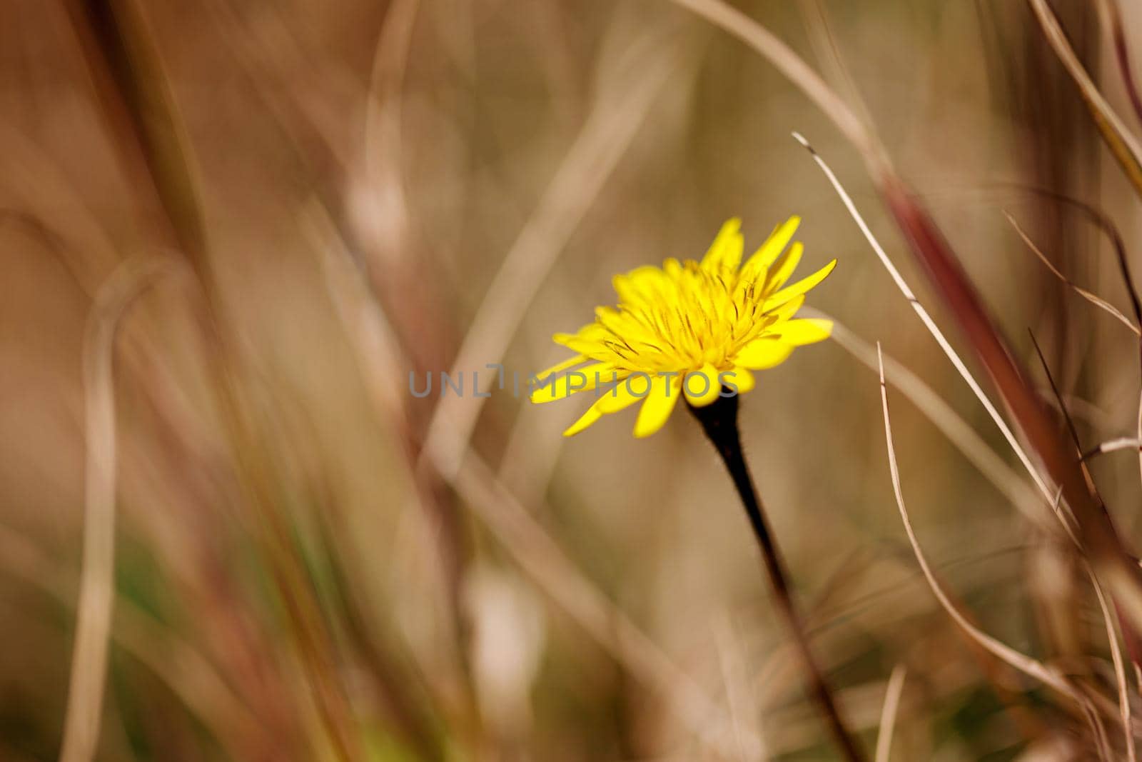 Portrait of a single flower. Spring background. background of flower