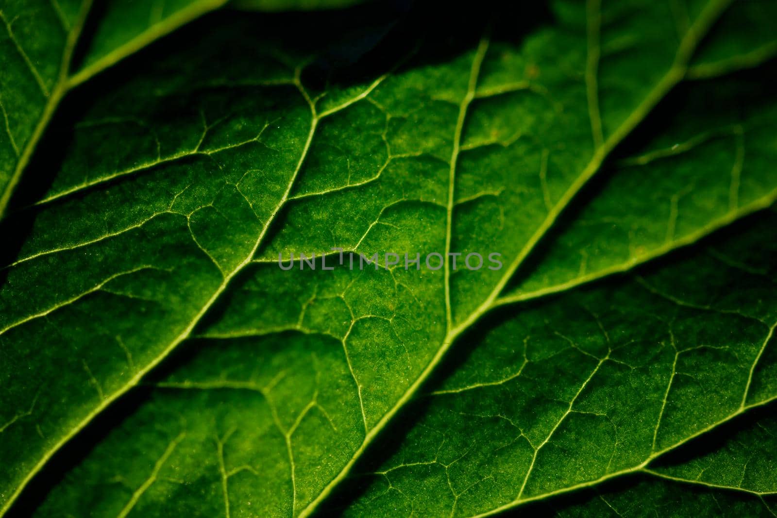 Macro shot of green leaf texture.