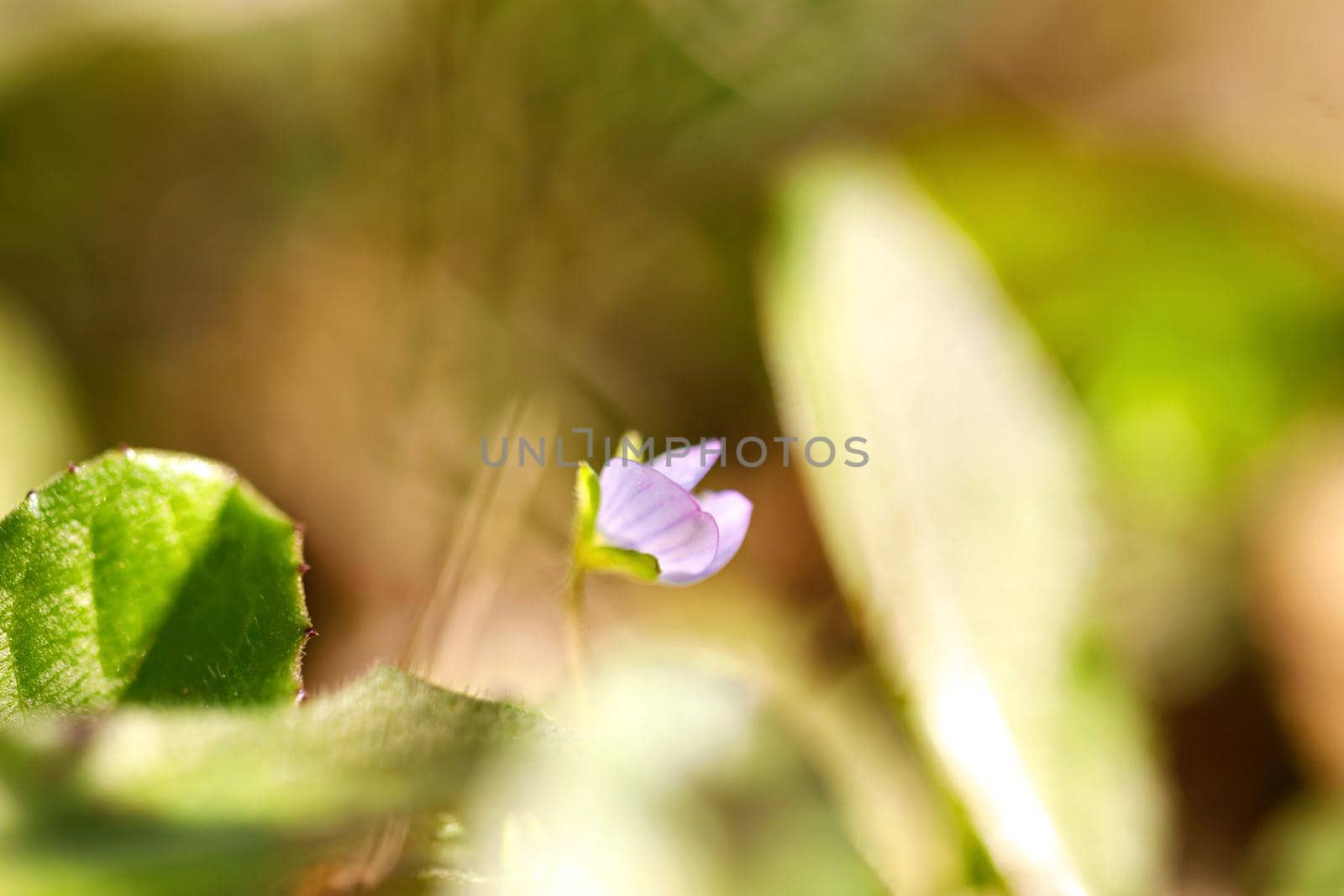Portrait of a single flower. Spring background. background of flower. by lifesummerlin