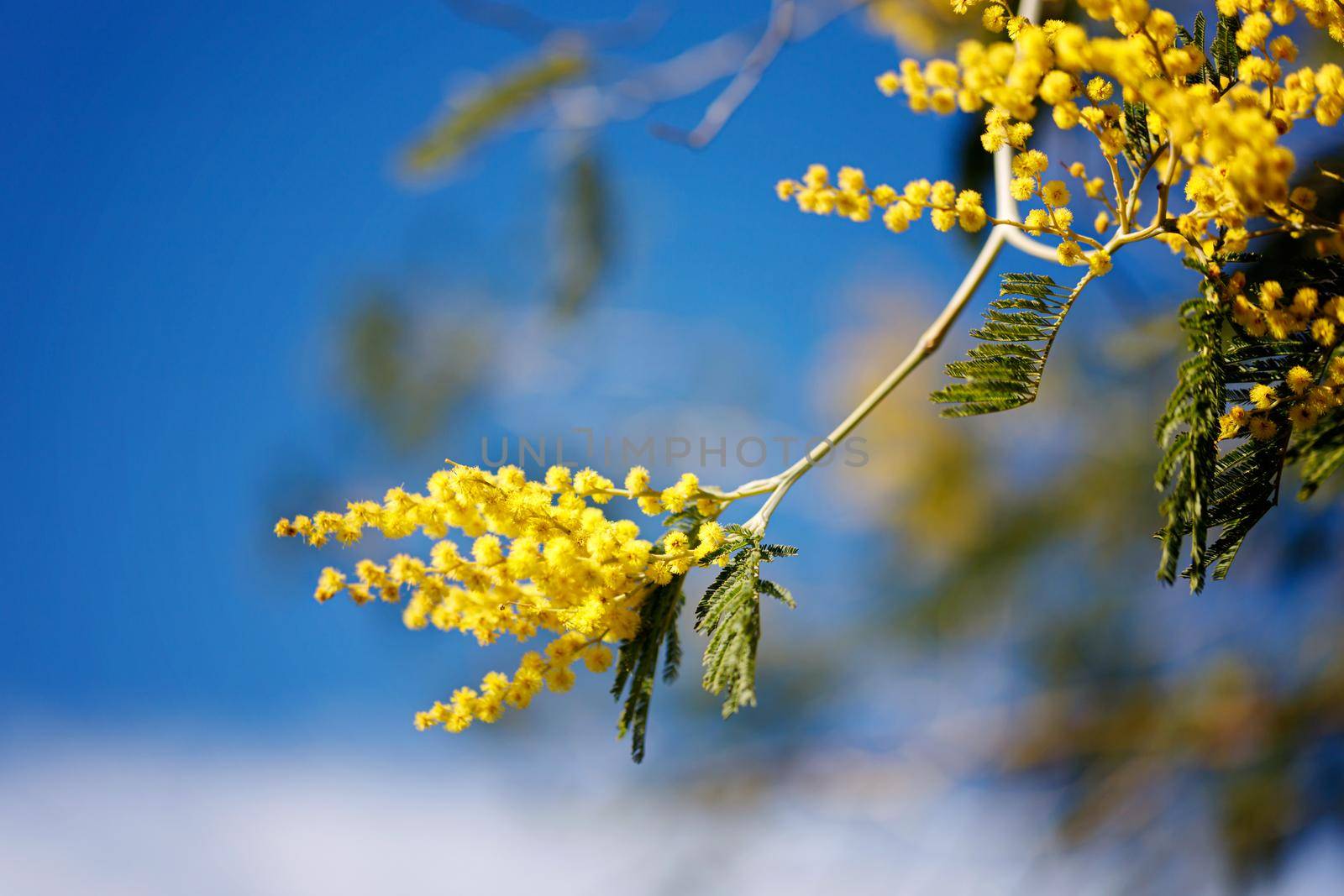 Yellow flowers of a mimosa tree on a background of blue sky.