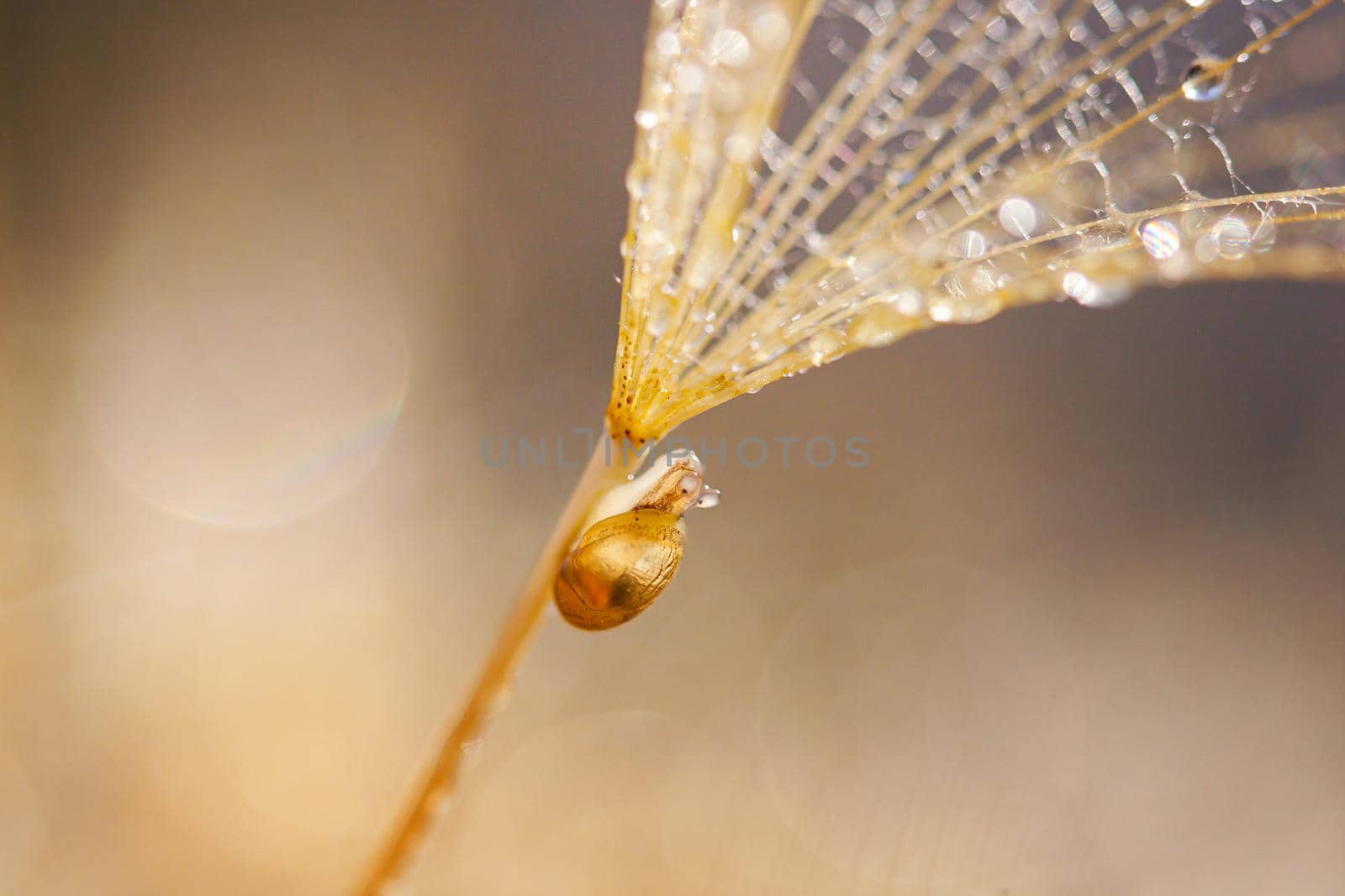 Little snail on dandelion flower. Nature background with dandelion.