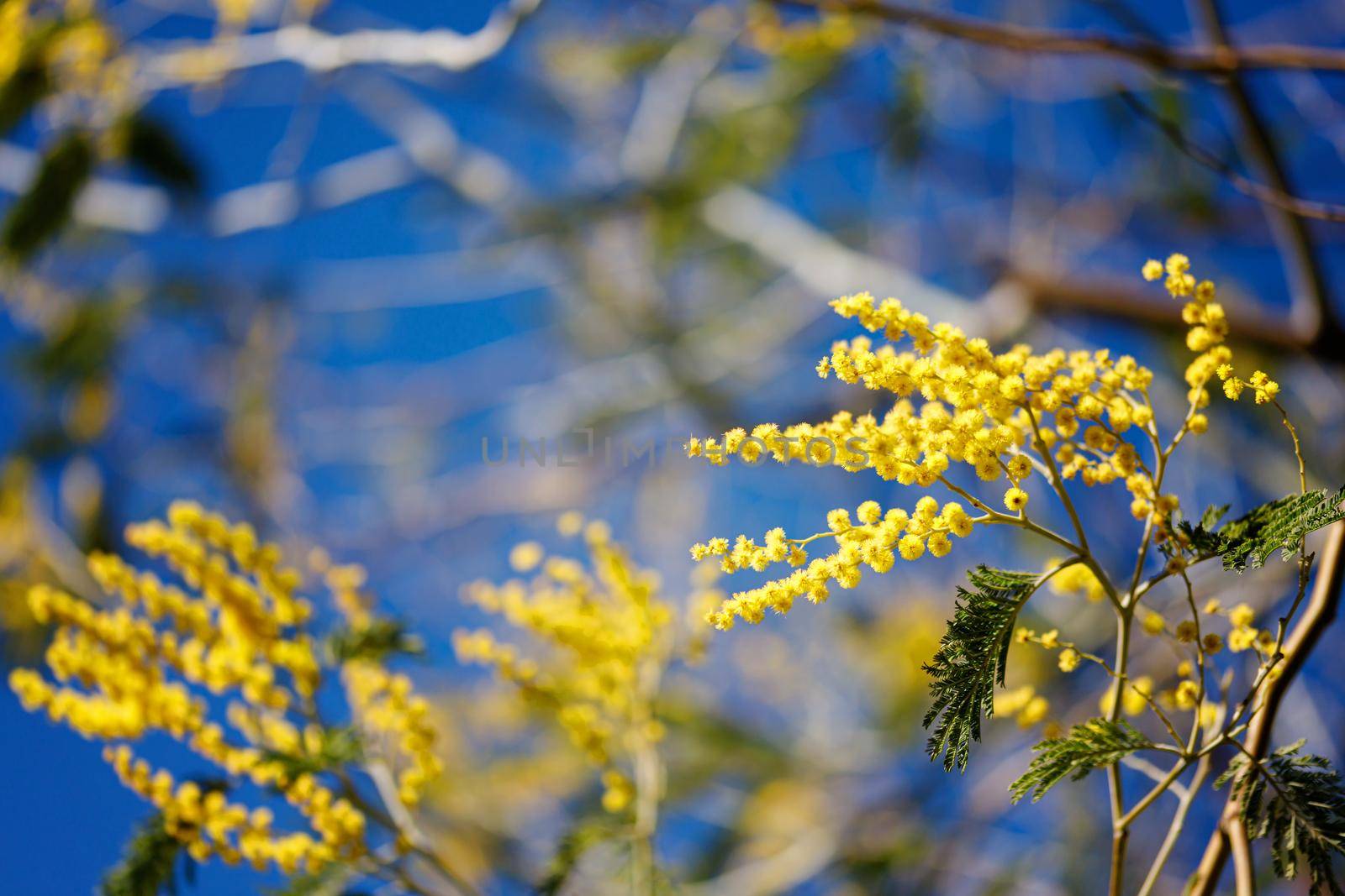 Yellow flowers of a mimosa tree on a background of blue sky. by lifesummerlin