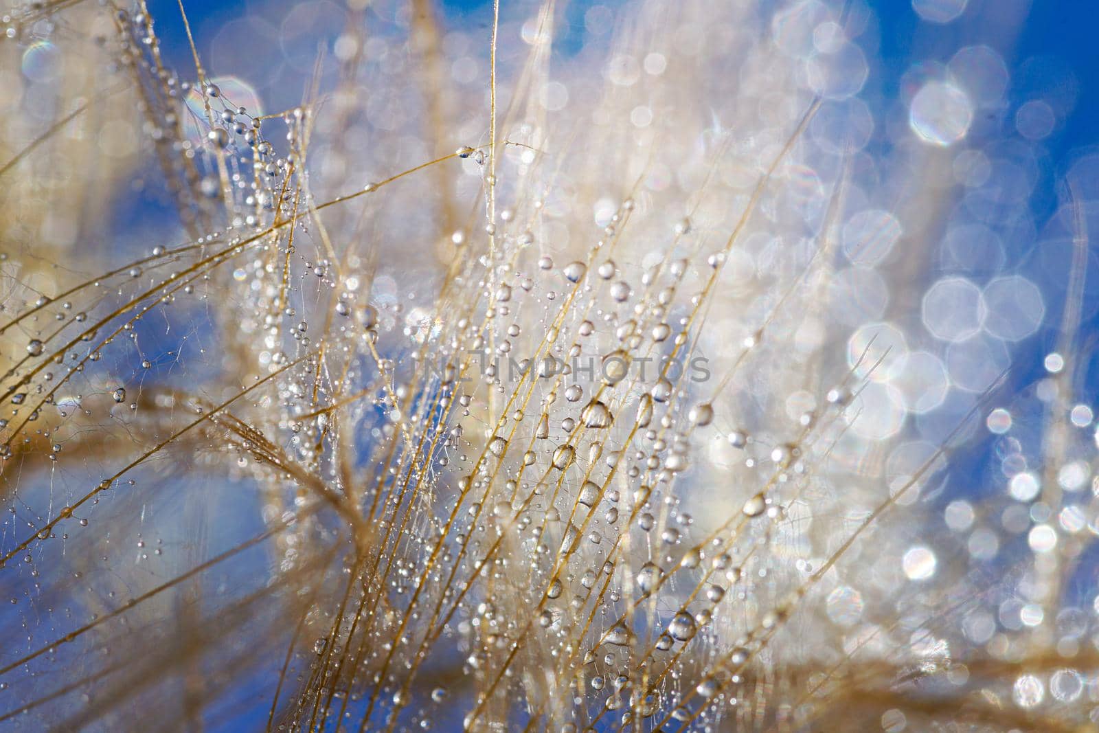 Macro shot of dandelion with water drops. Nature background with dandelions. by lifesummerlin