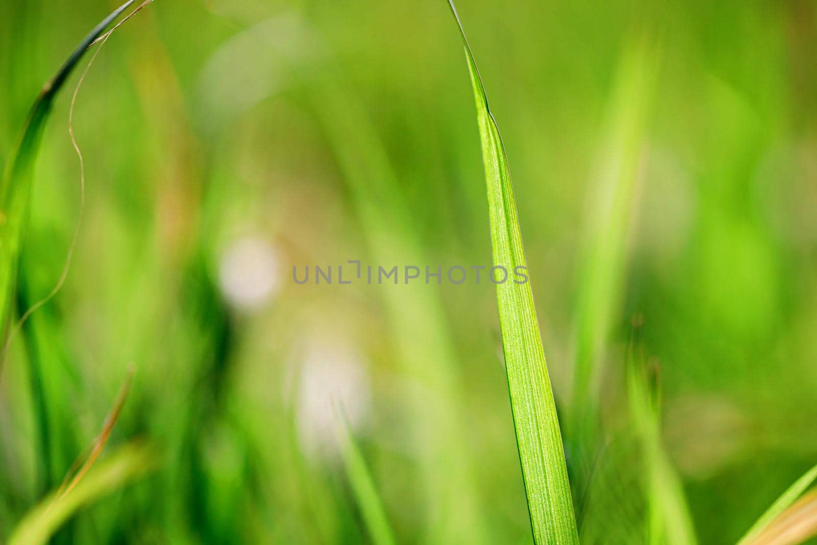 Nature green grass with bokeh background.. by lifesummerlin