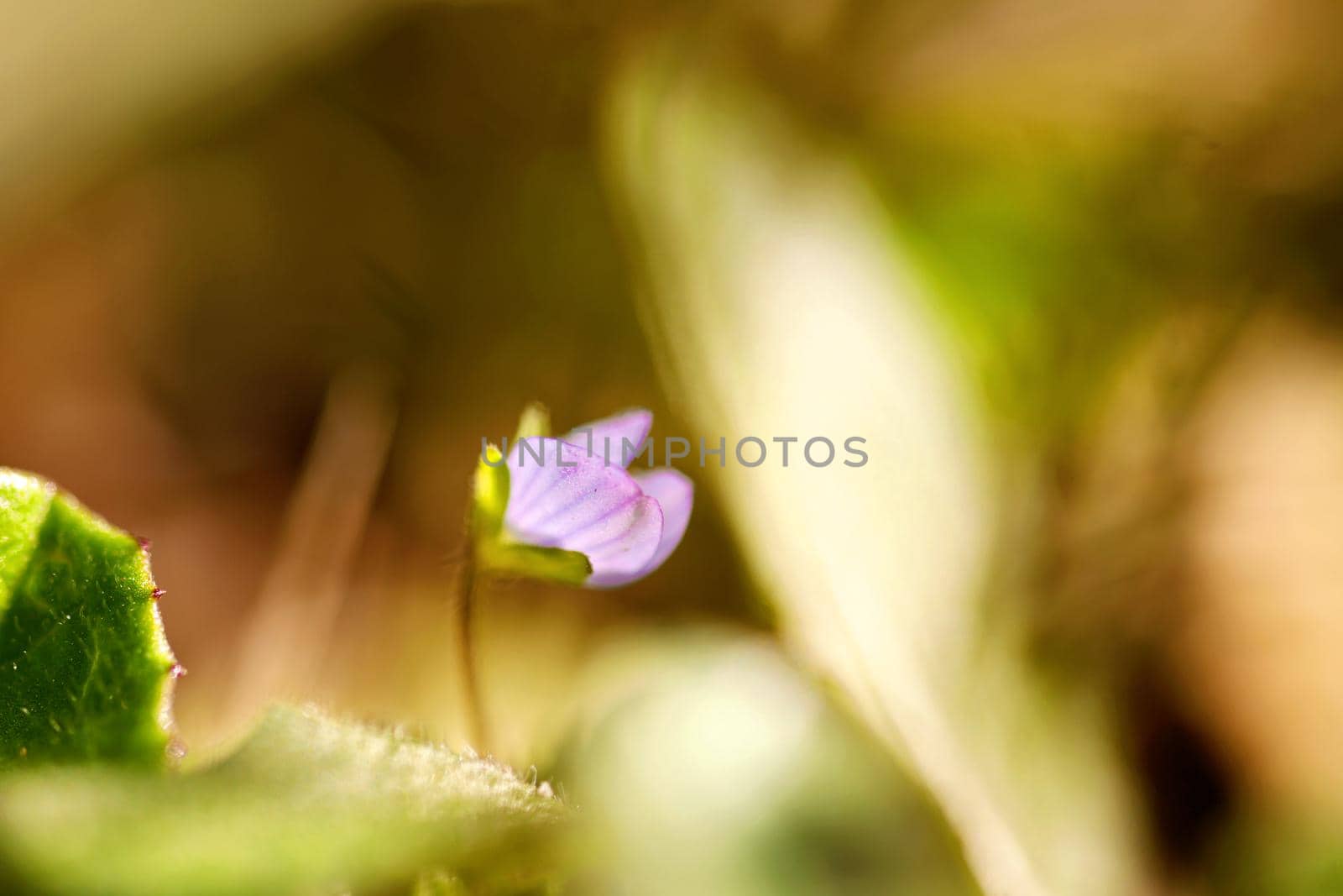 Portrait of a single flower. Spring background. background of flower
