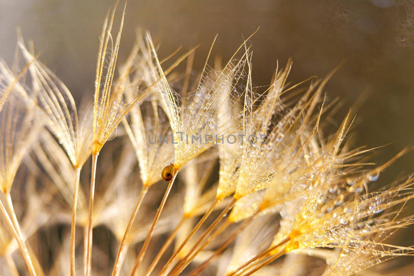 Little snail on dandelion flower. Nature background with dandelion by lifesummerlin