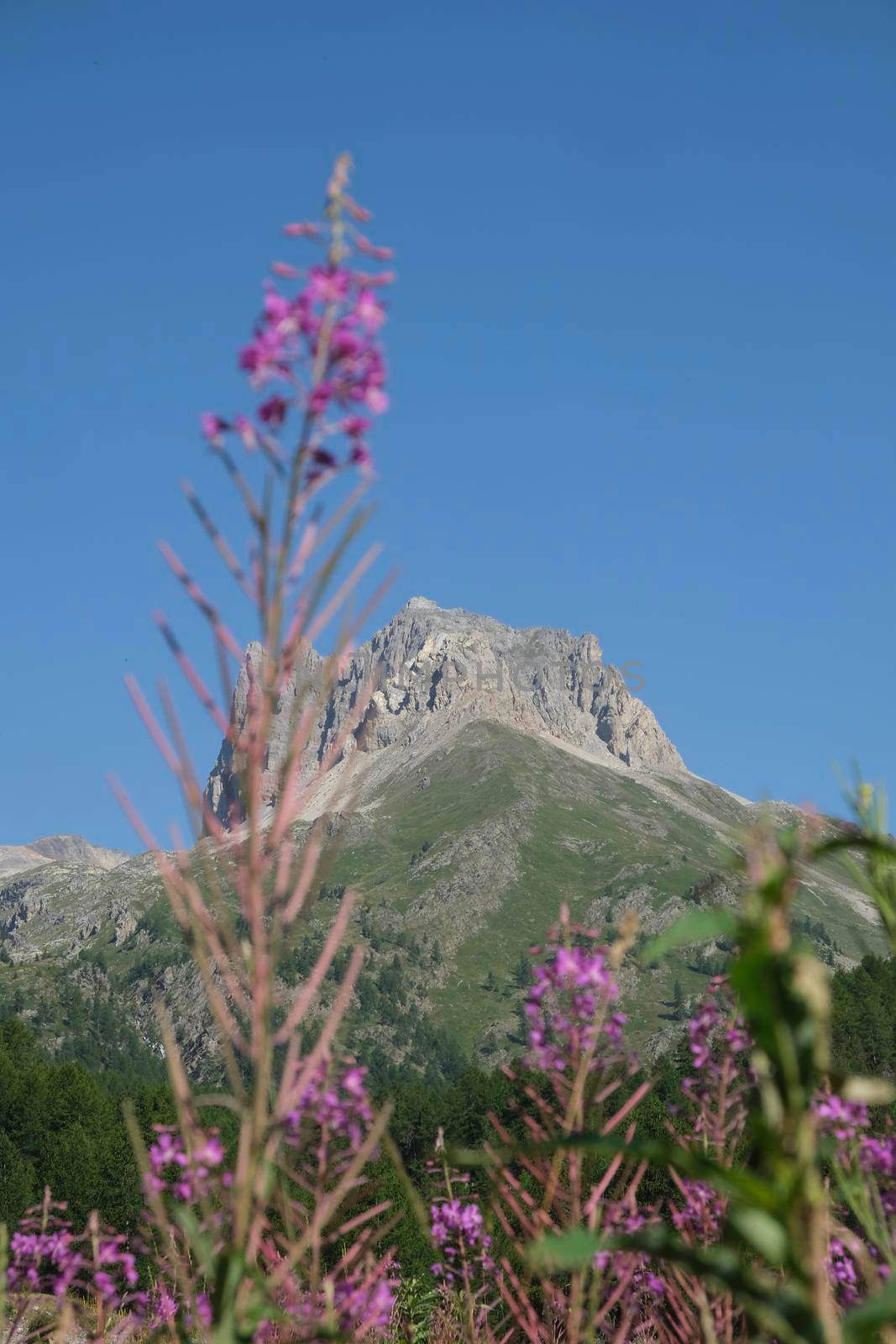 pink wildflowers in the Susa Valley Vallee Etroite. High quality photo