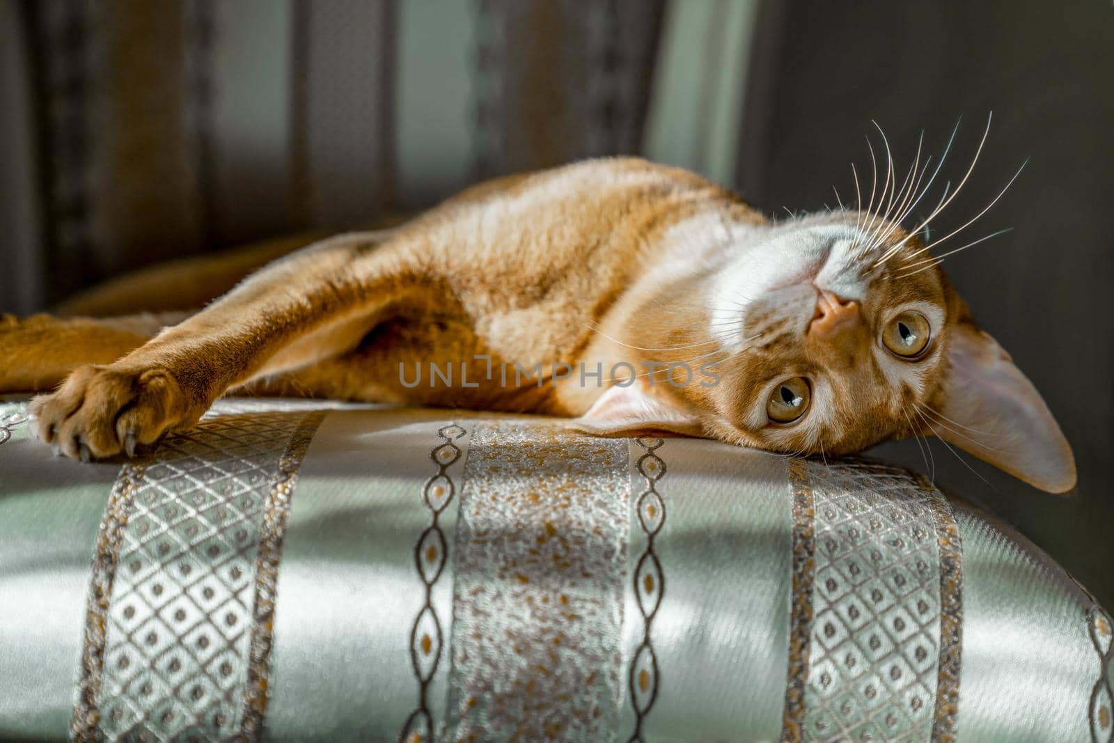 Red cat of Abyssinian breed lies on chair in funny pose. by Laguna781