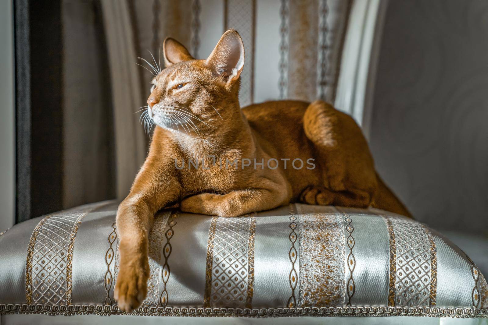 Red cat of Abyssinian breed lies on chair in important pose by Laguna781