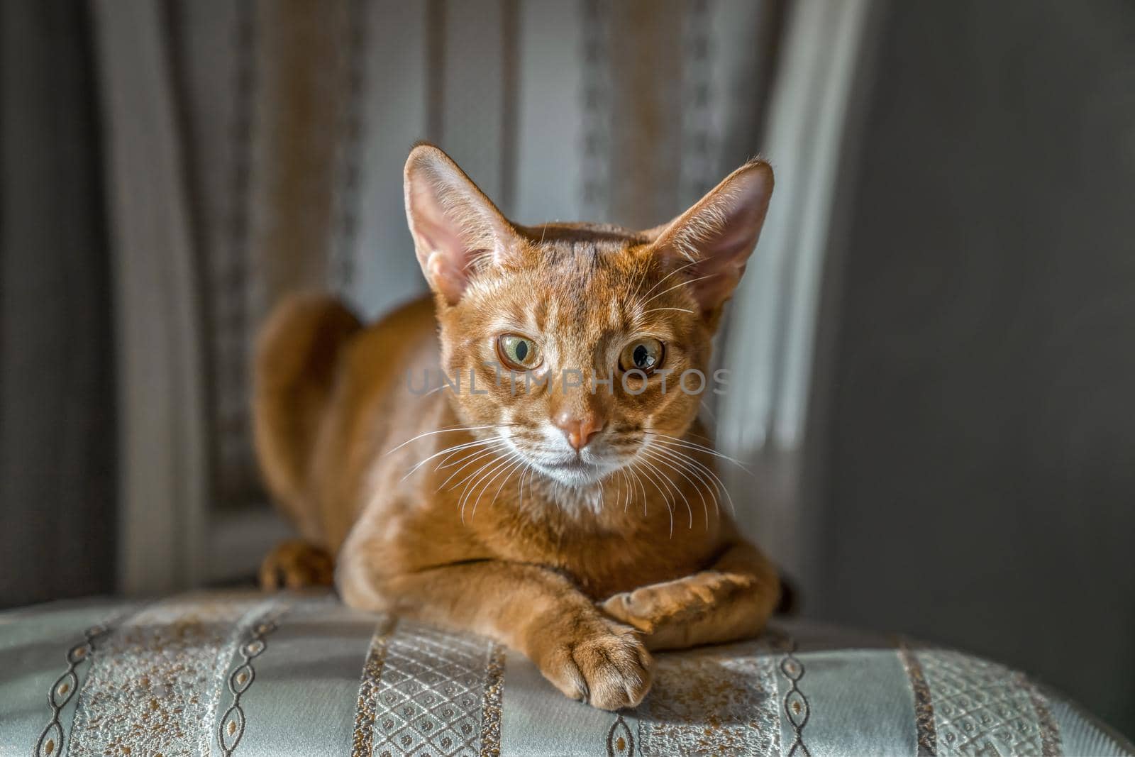 Red cat of Abyssinian breed lies on chair in sphinx pose, looks at camera, by Laguna781