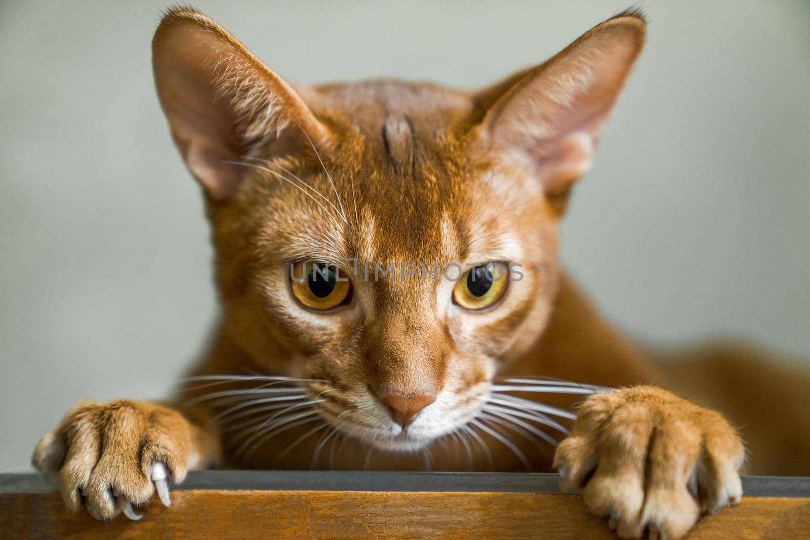 Red cat of Abyssinian breed lies on chair, looks into camera, muzzle and paws close up. by Laguna781