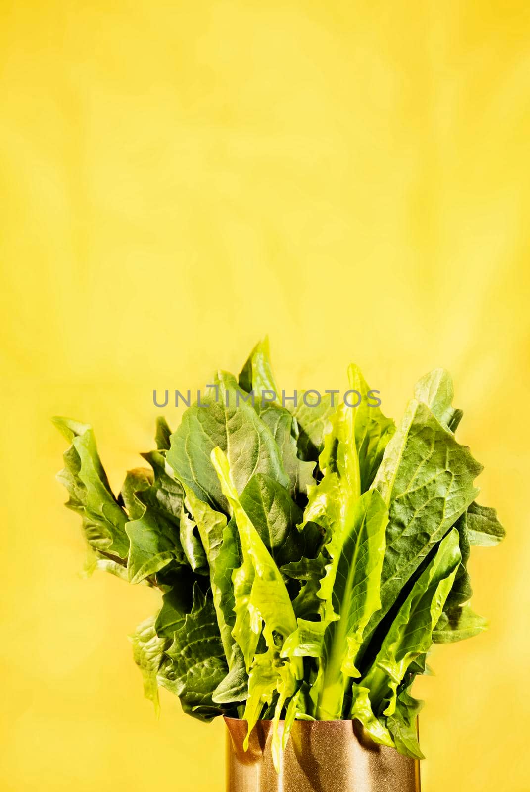 Fresh green leaves of chicory in vase  , long leaves of chicory catalogna