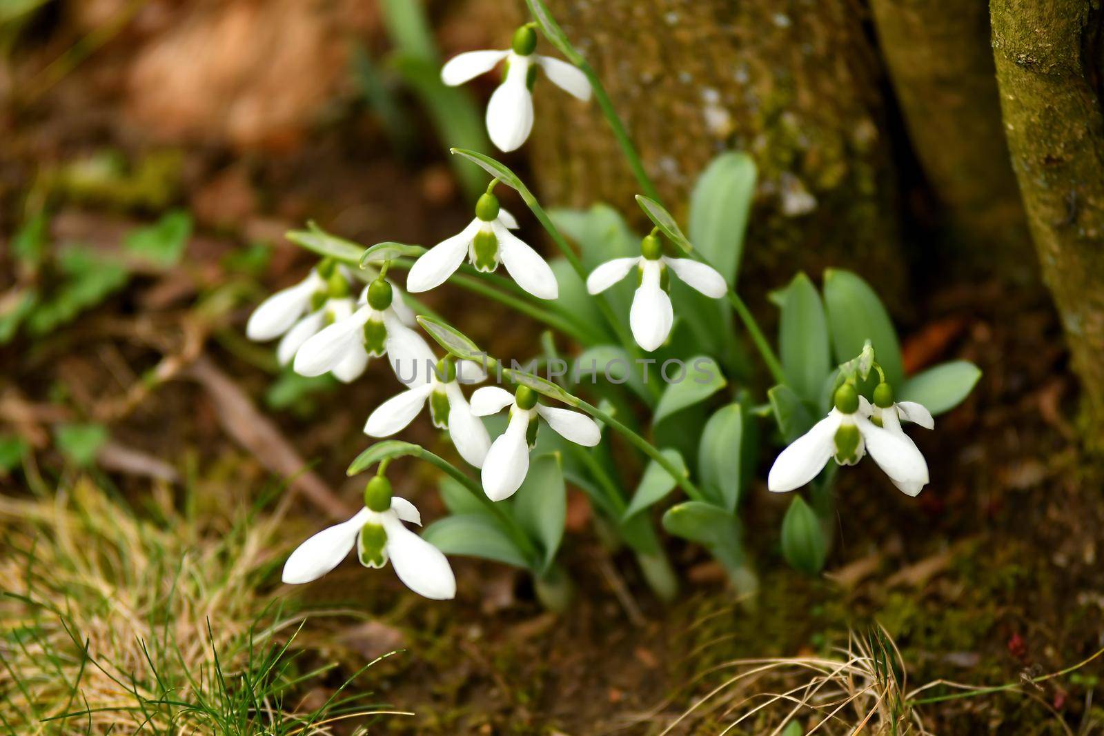 snowdrops in early spring in a German garden