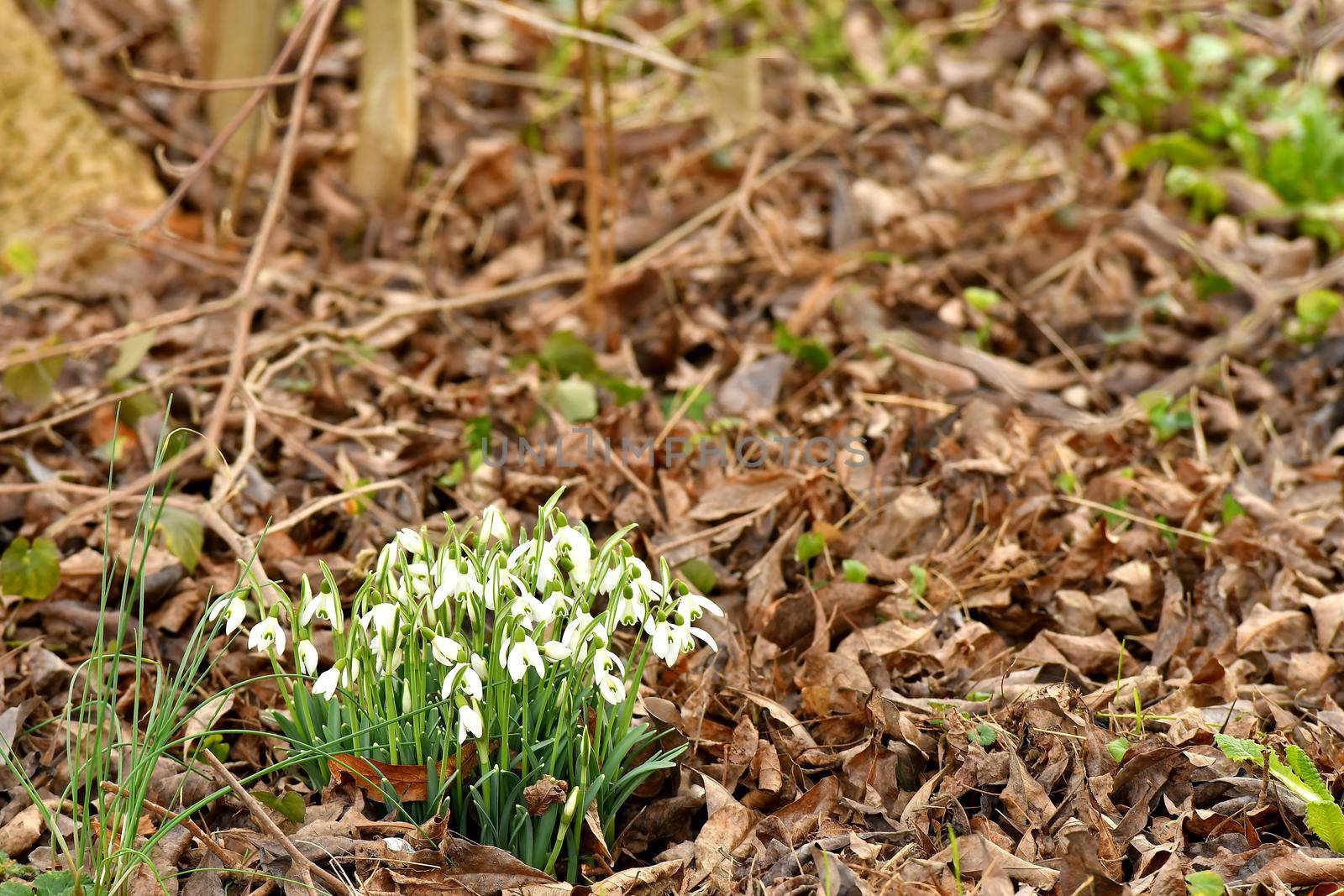 snowdrops in early spring in a German garden