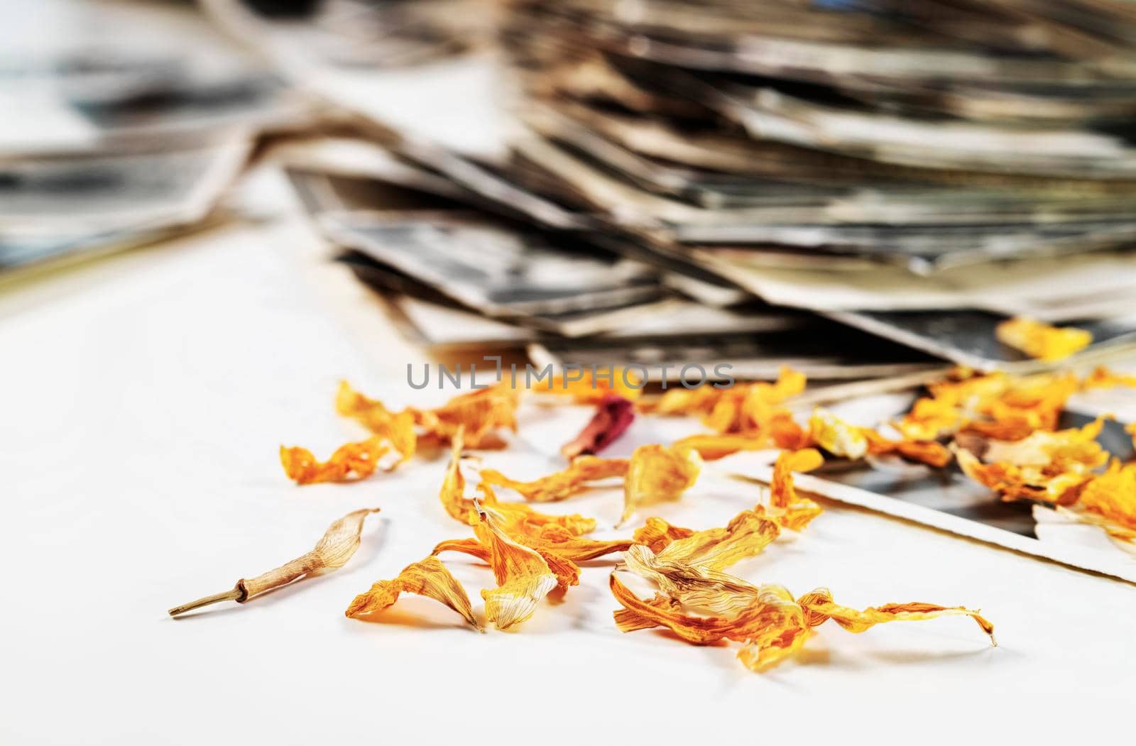 Pile of old black and white photos and yellow dried petals , romantic activity , moment dedicated to memories