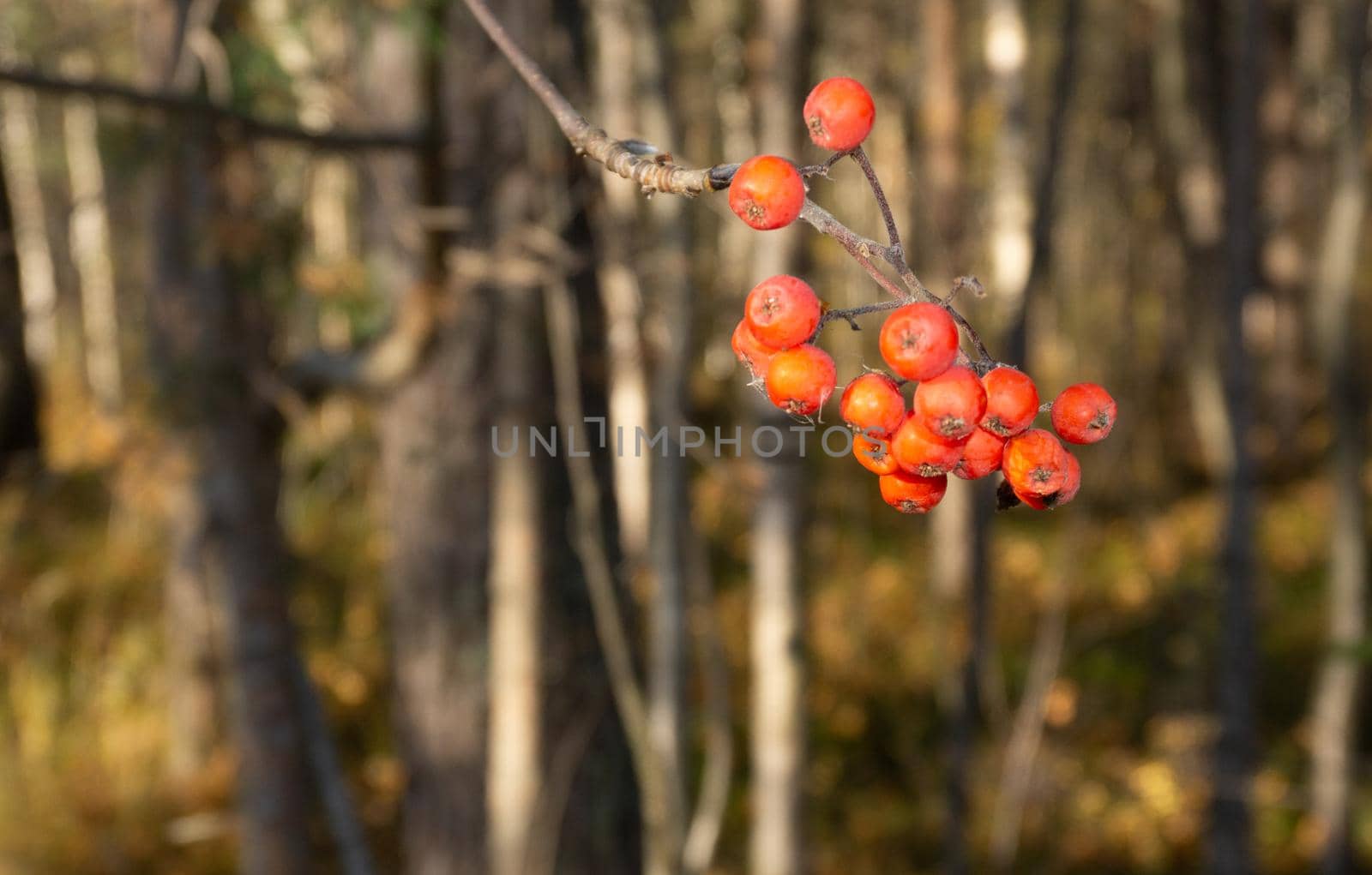 Bunch of mountain ash against the background of the autumn forest. Rowan berries in the forest