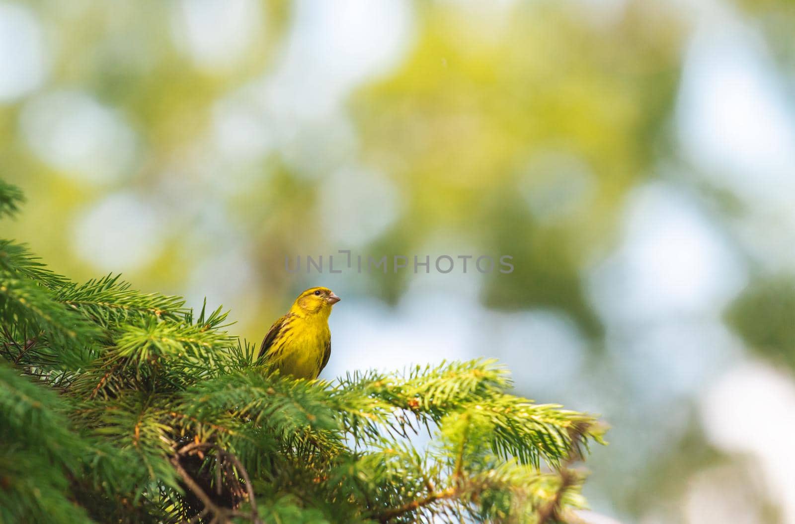 European serin sitting on a branch barely, wildlife