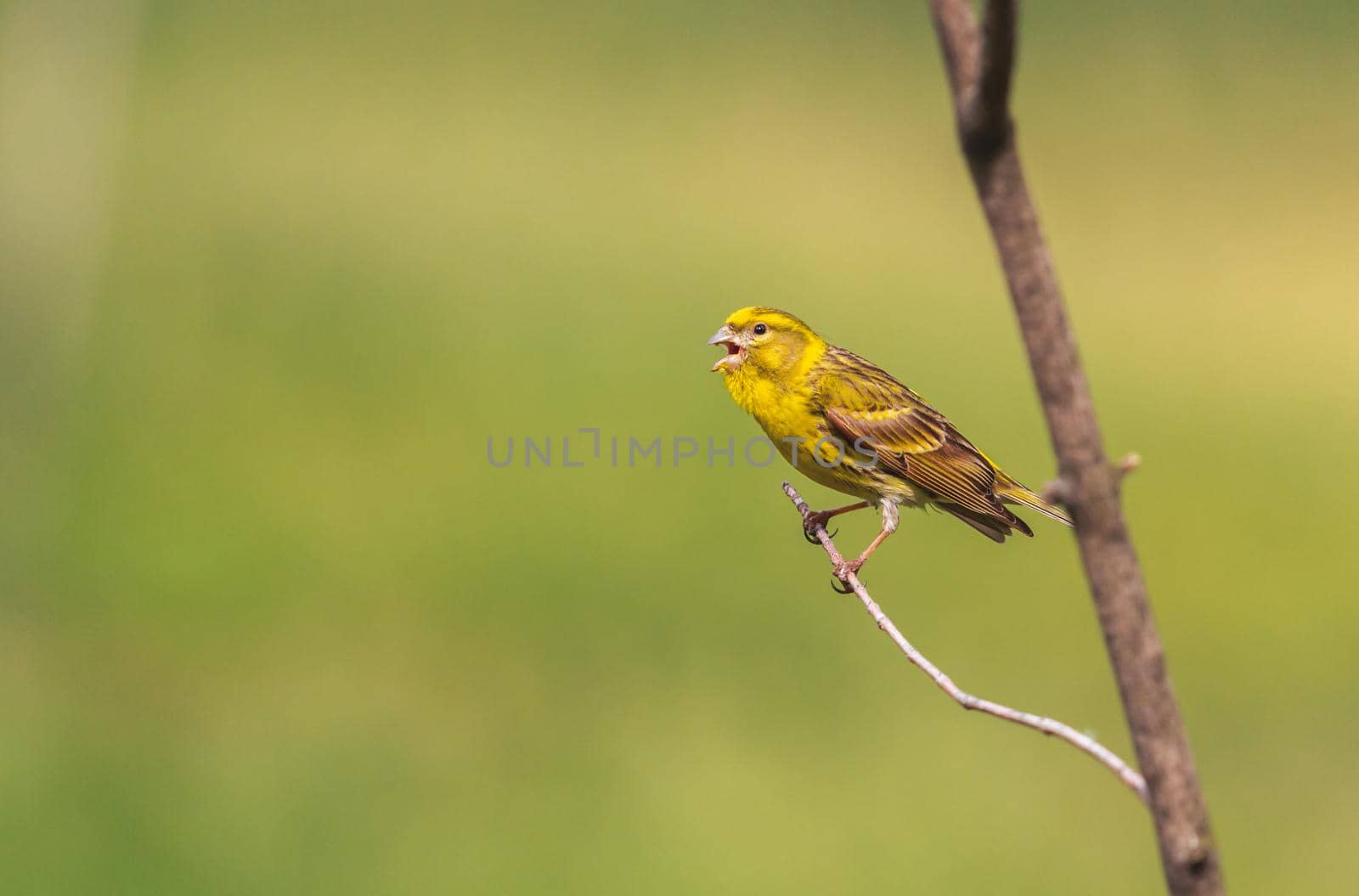 beautiful bird with yellow plumage sings in spring, wildlife