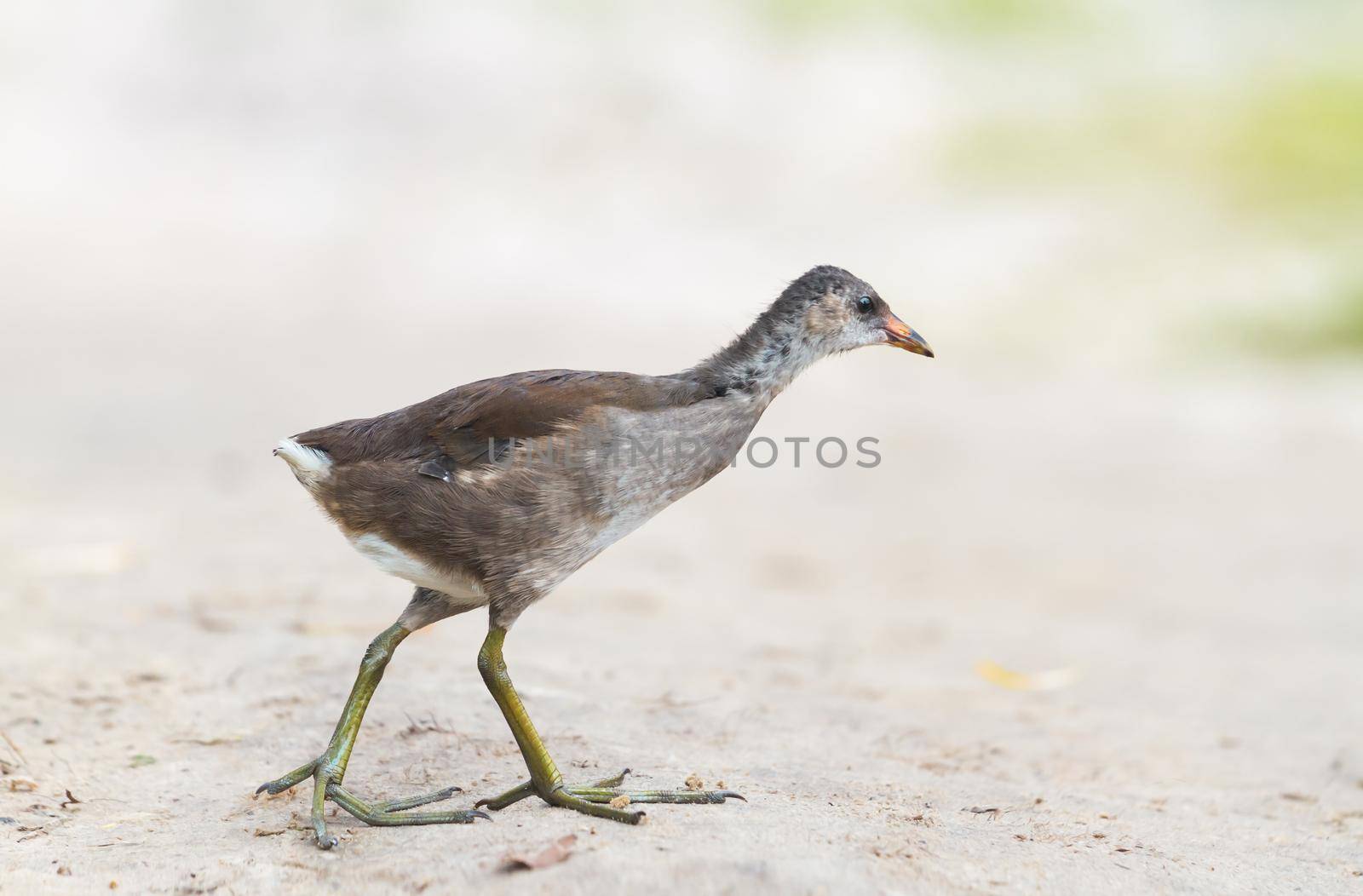 bird with big long fingers is walking, wildlife
