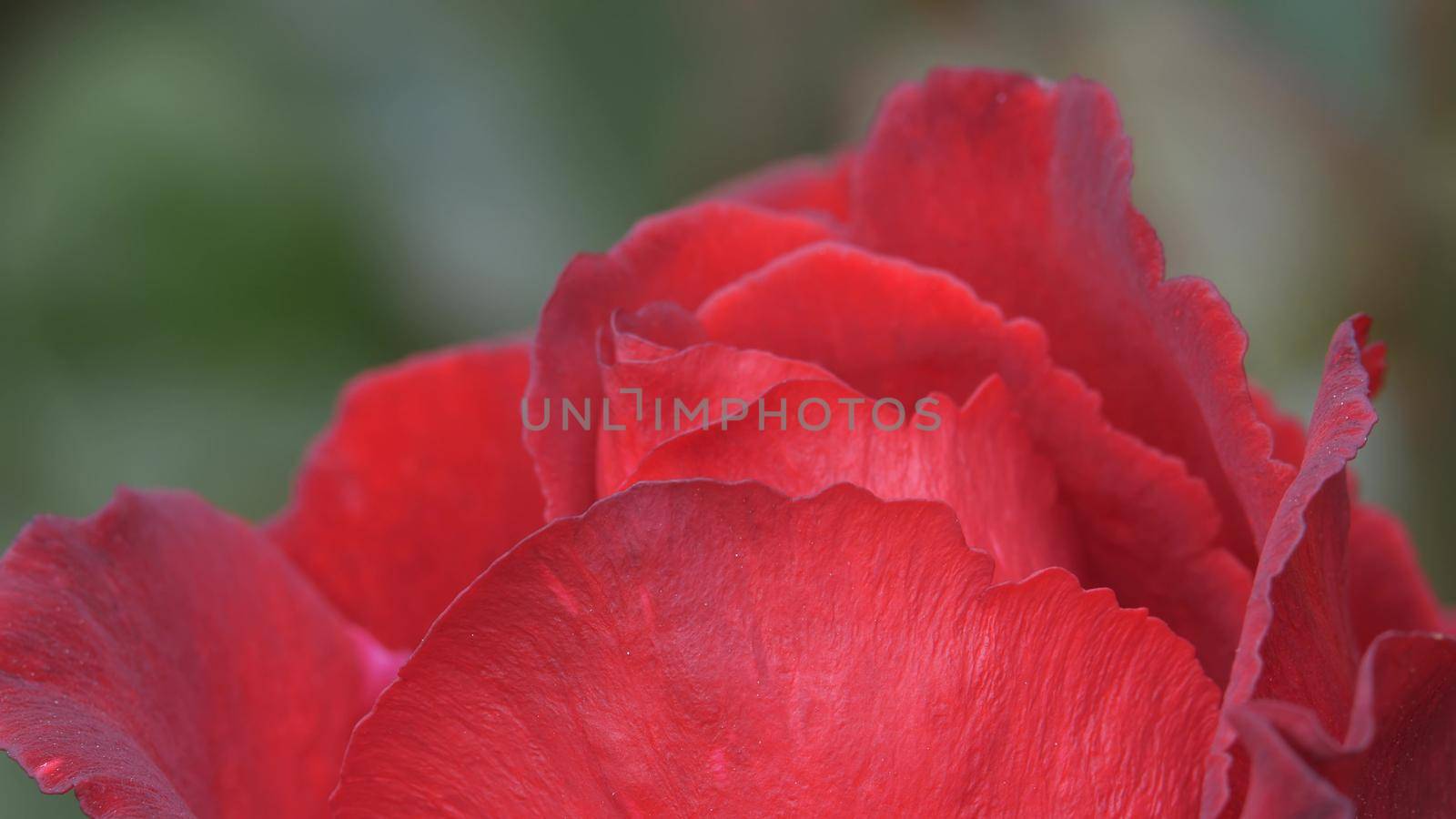 Camera moves along the bud of a red garden rose. by kenonl