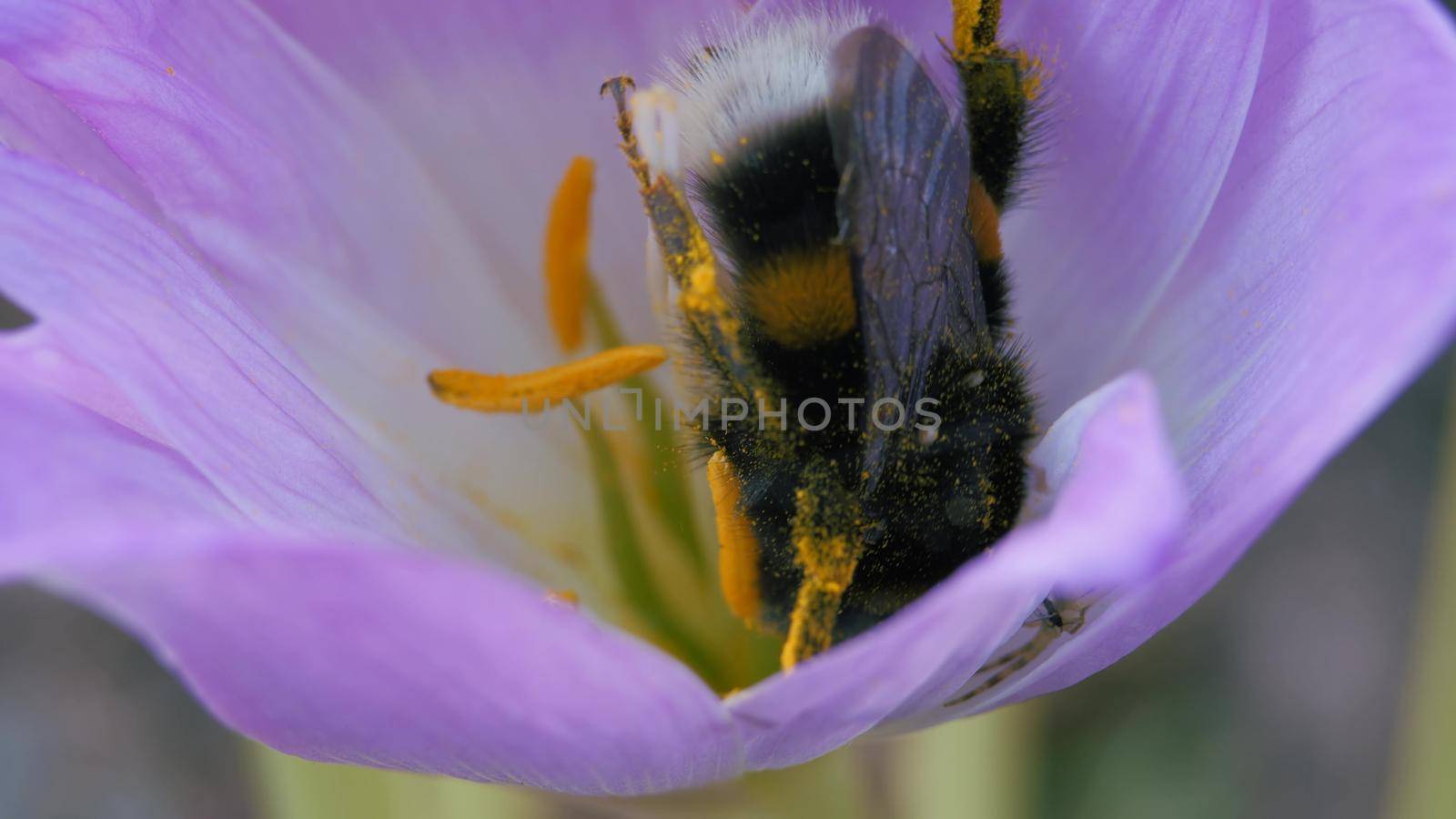 Timeless autumn flower. Blue-purple petals are swaying in the wind. Close-up. Spider and a bumblebee collect pollen from a blue autumn flower. Insect got tangled in the web.